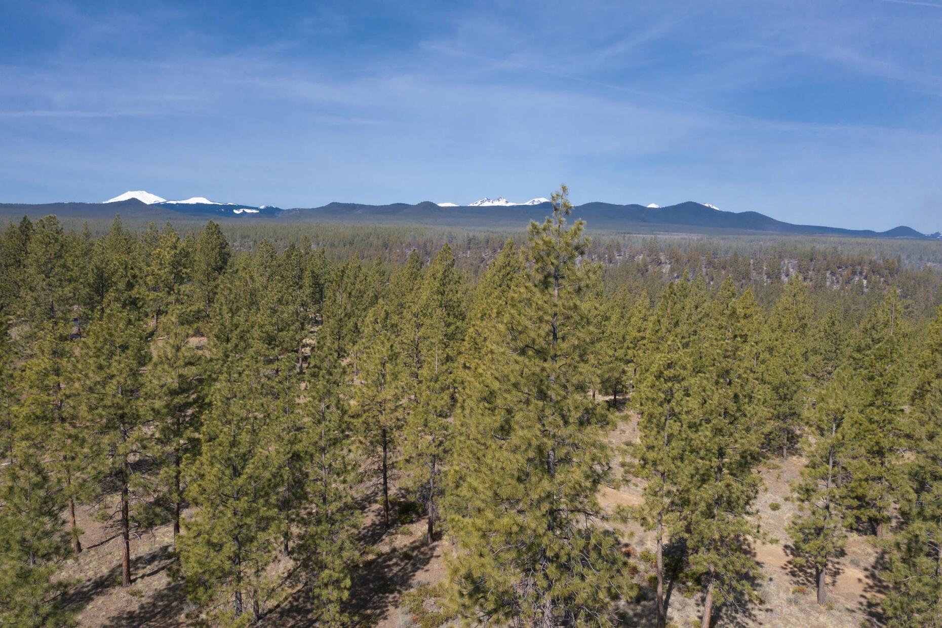 Tree Farm - Land