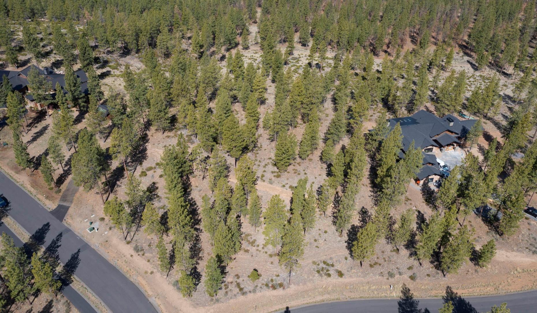 Tree Farm - Land