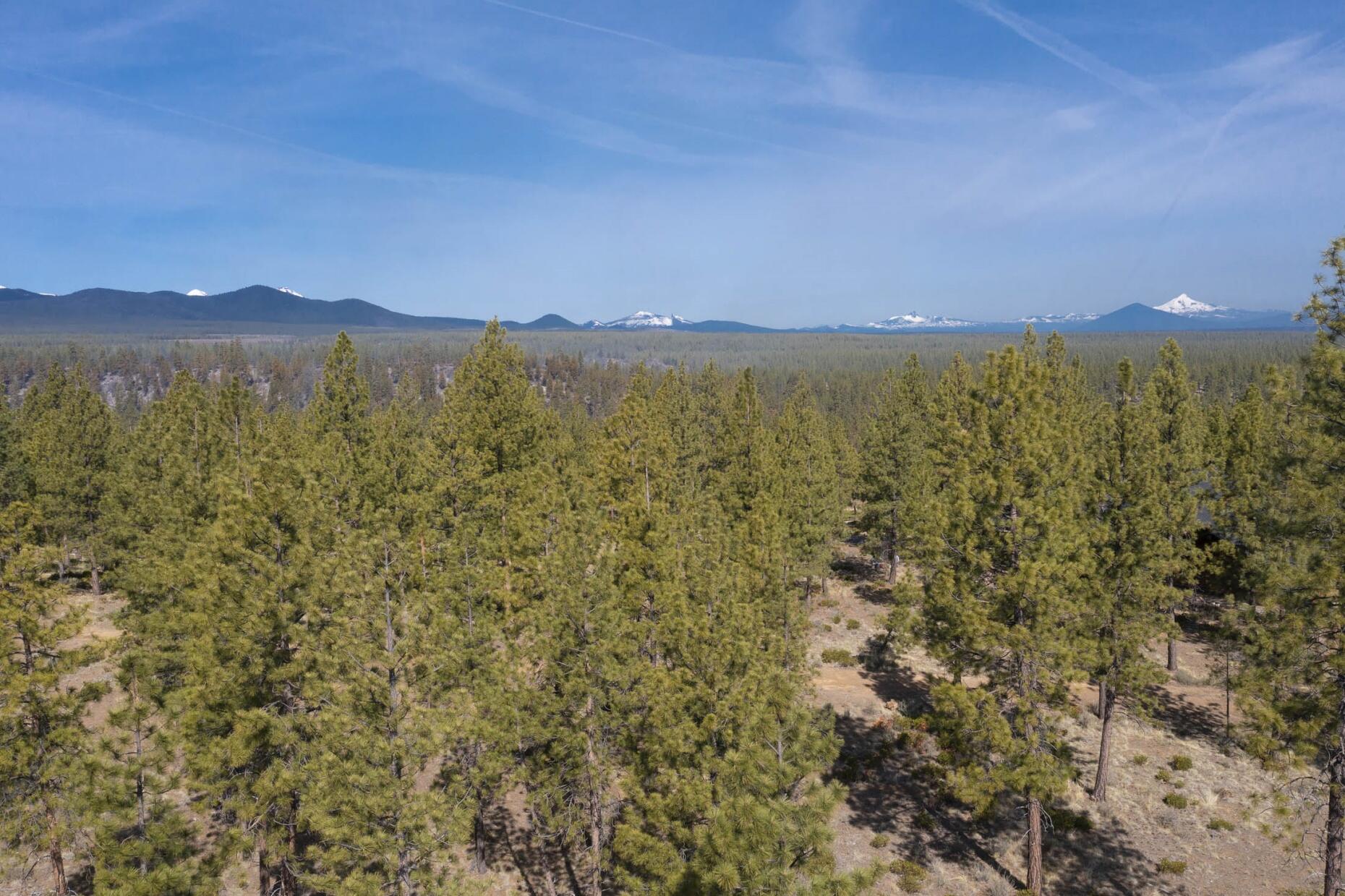Tree Farm - Land