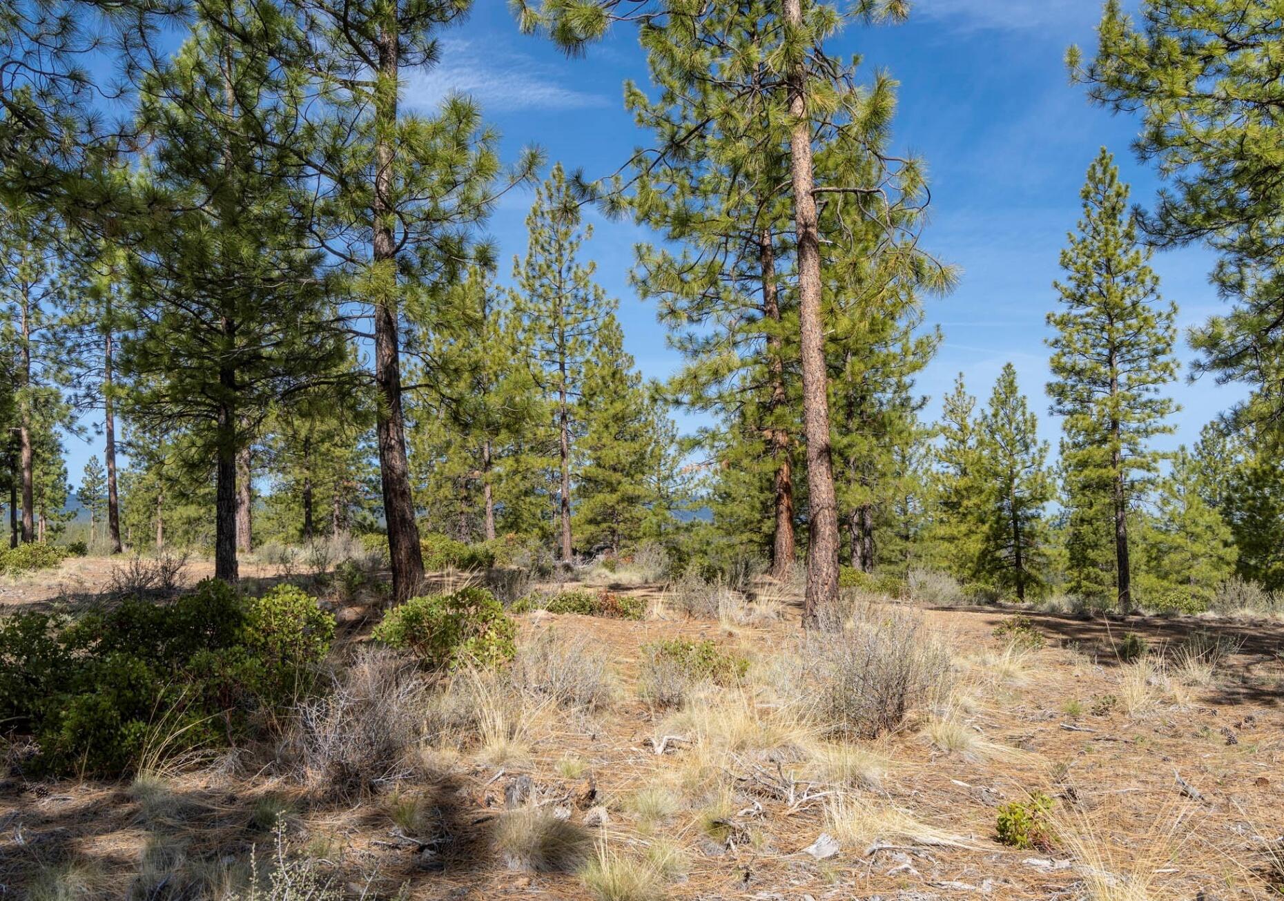 Tree Farm - Land