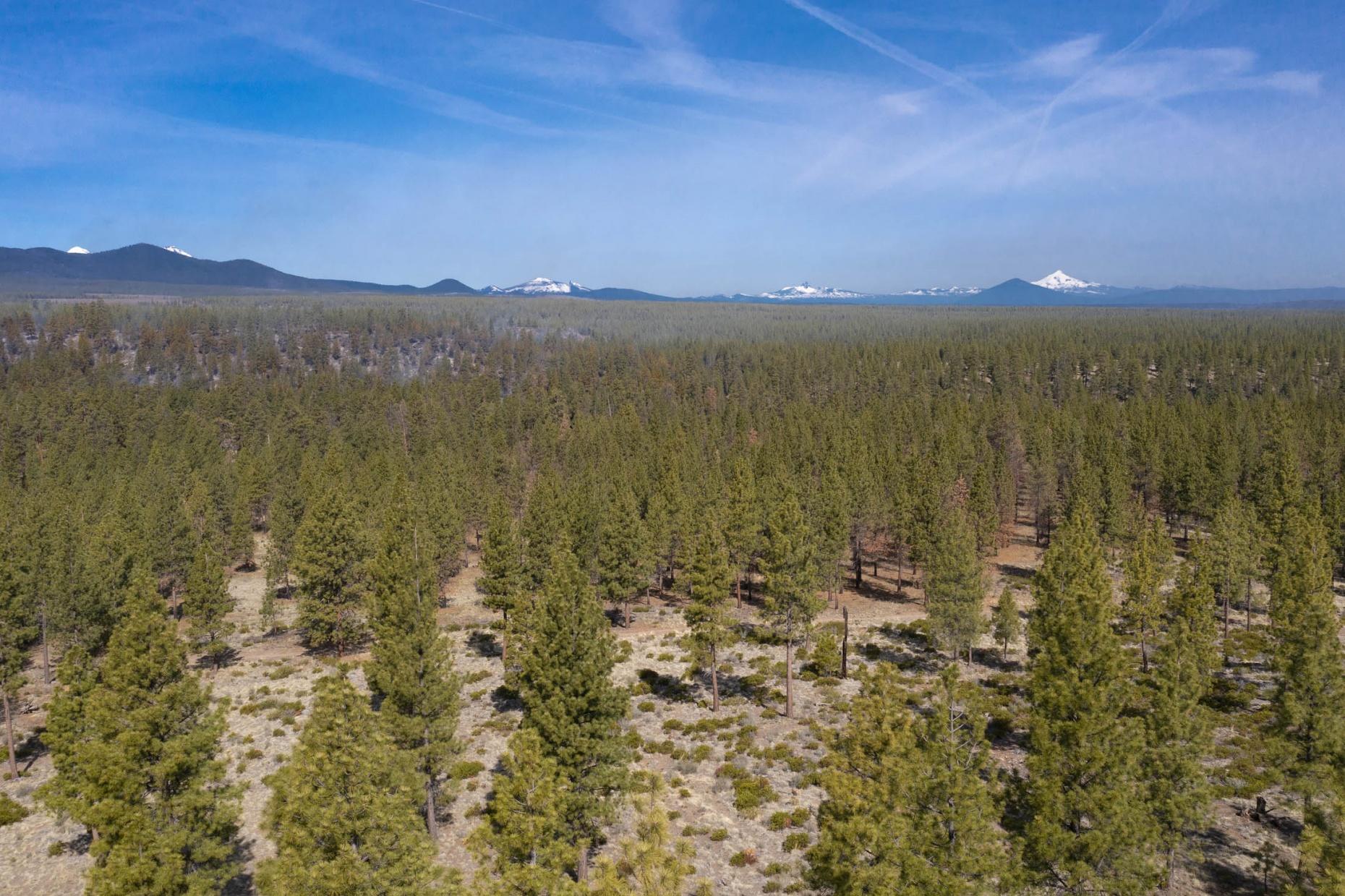 Tree Farm - Land