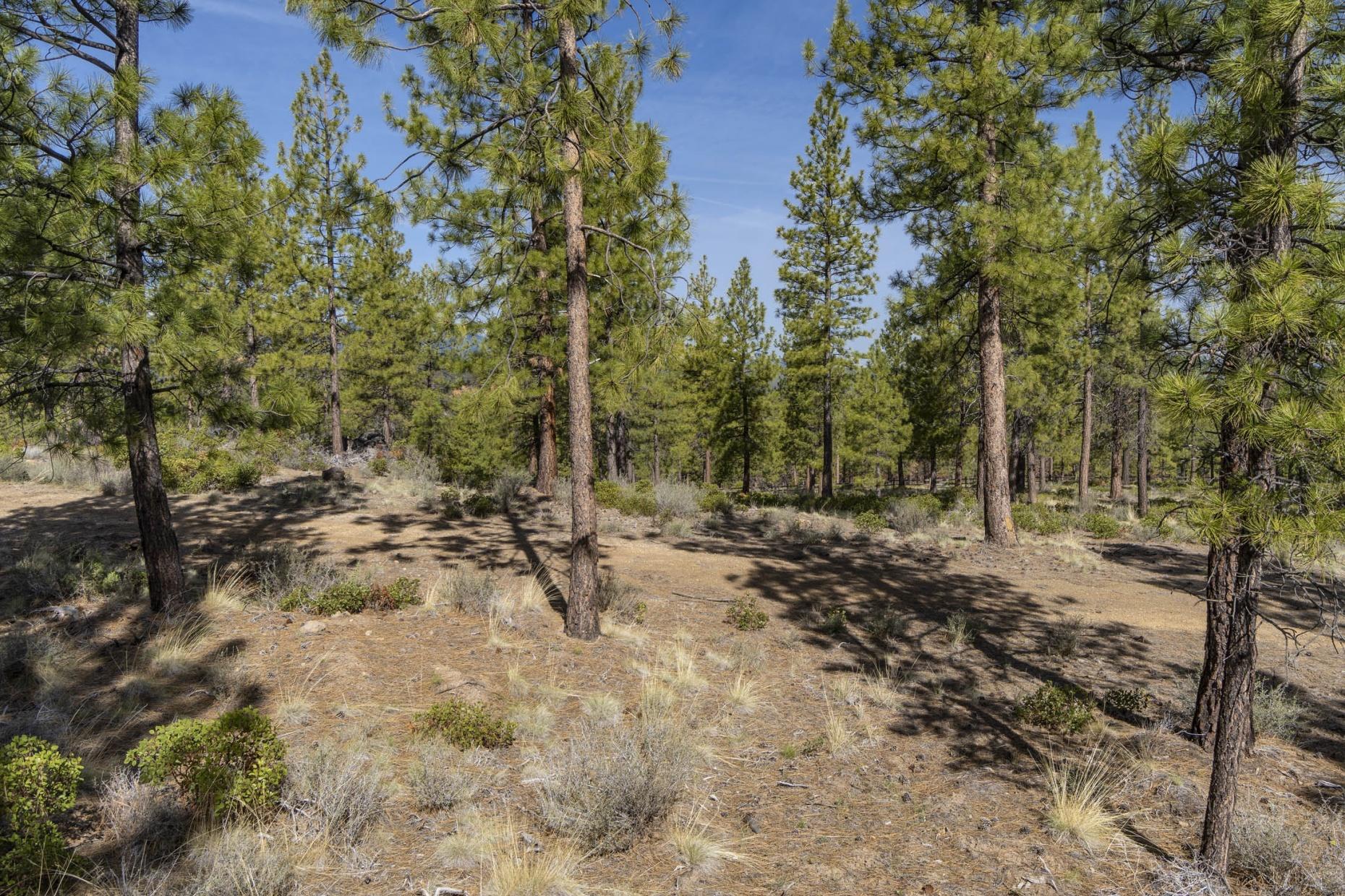 Tree Farm - Land