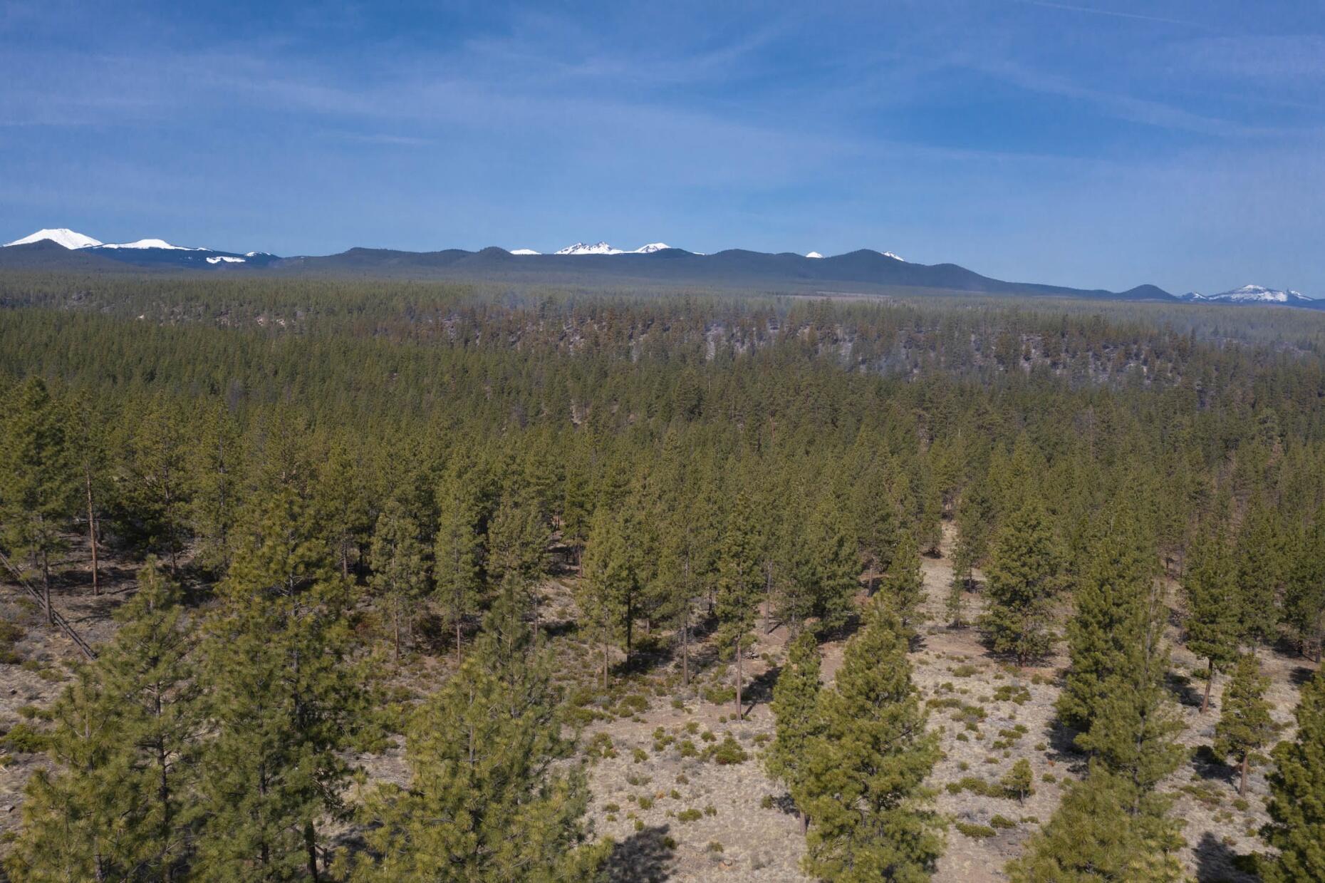 Tree Farm - Land
