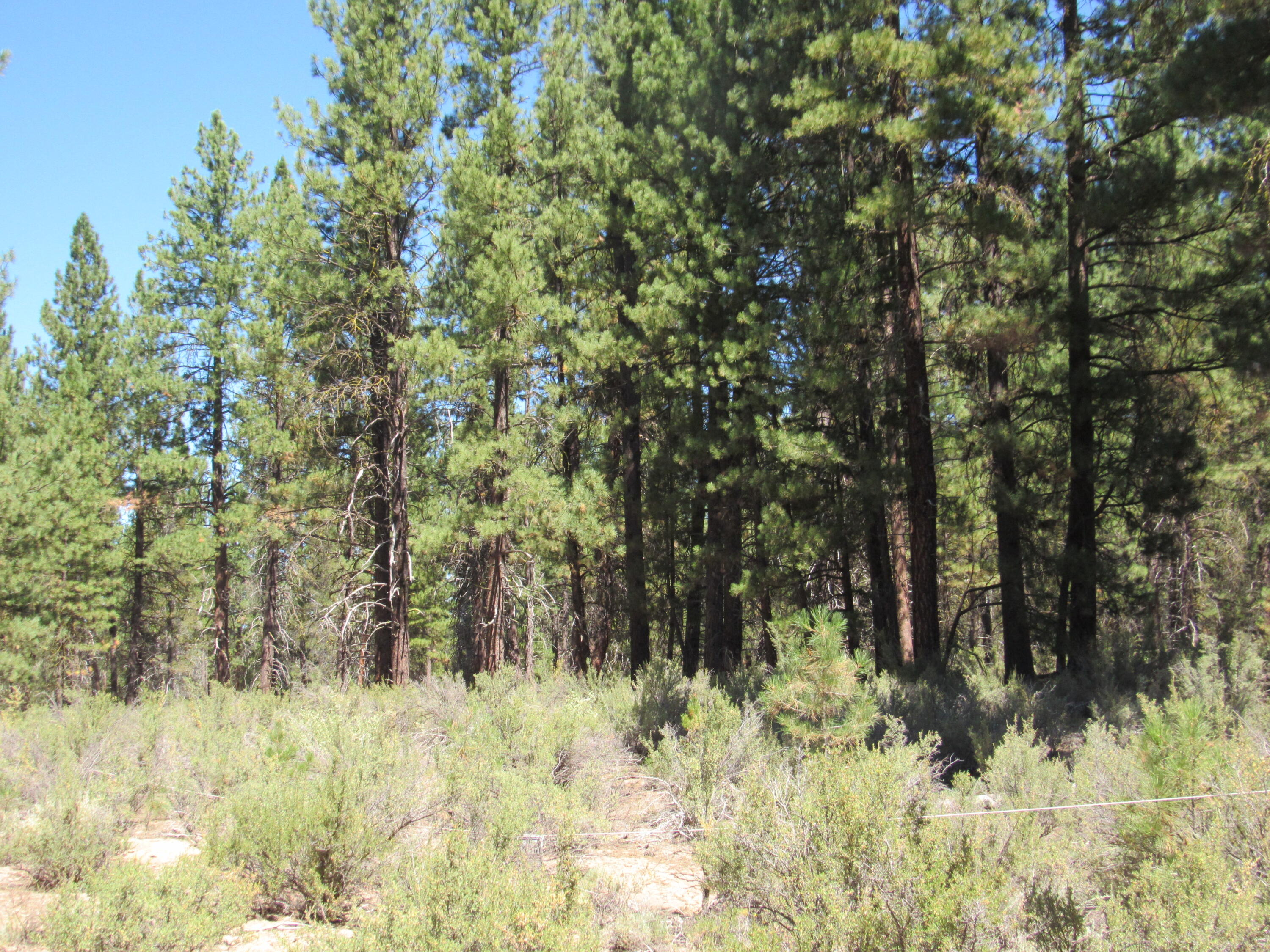 Residentlal lot, 1.08 acres, in Woodland Park just outside Chiloquin. This lot has some grand daddy BIG ponderosa pines!   Owners here have use of Williamson River front lots which are common area, great for fishing, kyaking, etc.   Woodland Park does have a road district where those fees are collected as part of your property taxes.  This means roads are kept open-graded, snow plowed etc.  No CC&R's or association fees.
