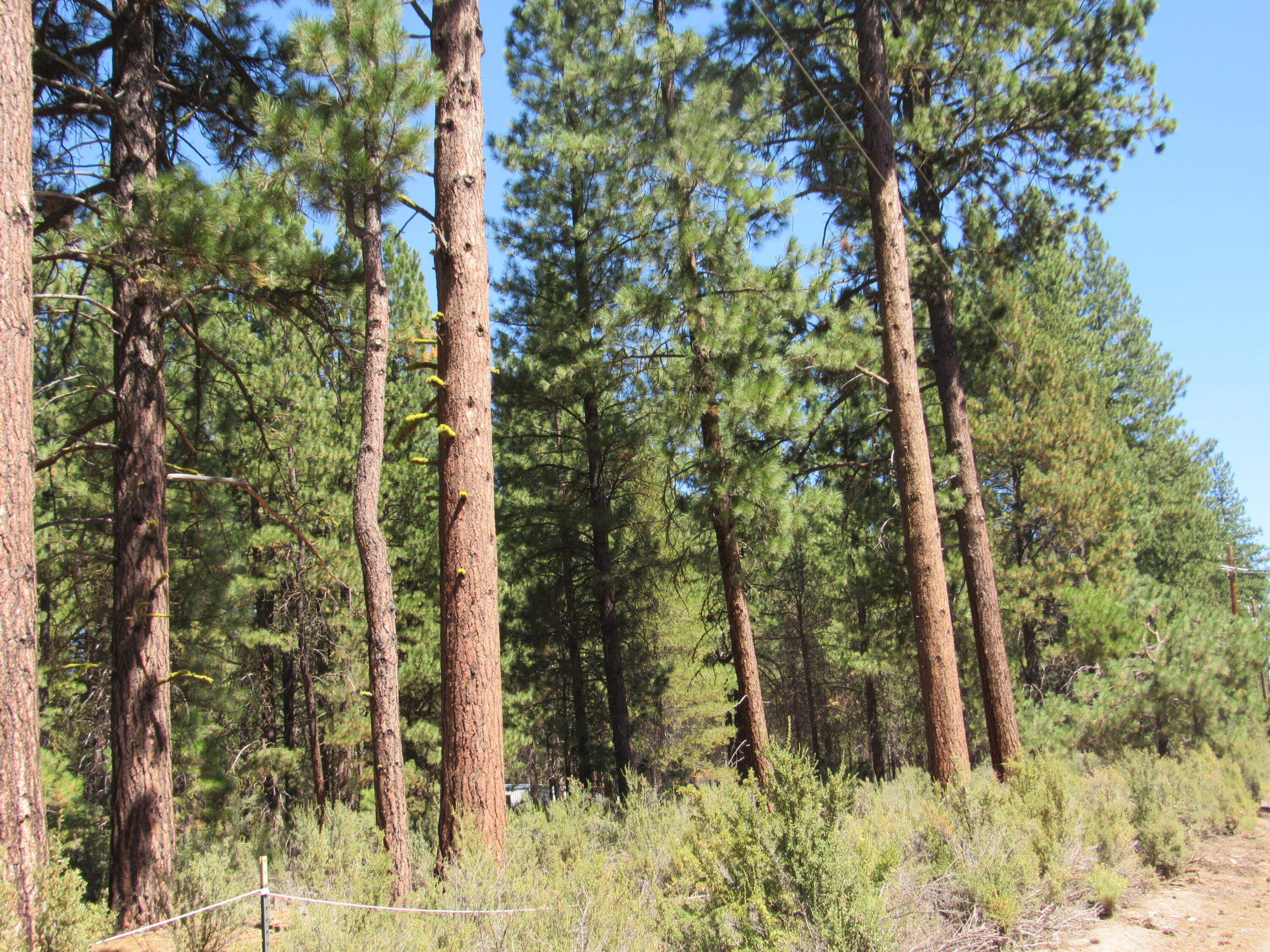 Woodland Park - Land