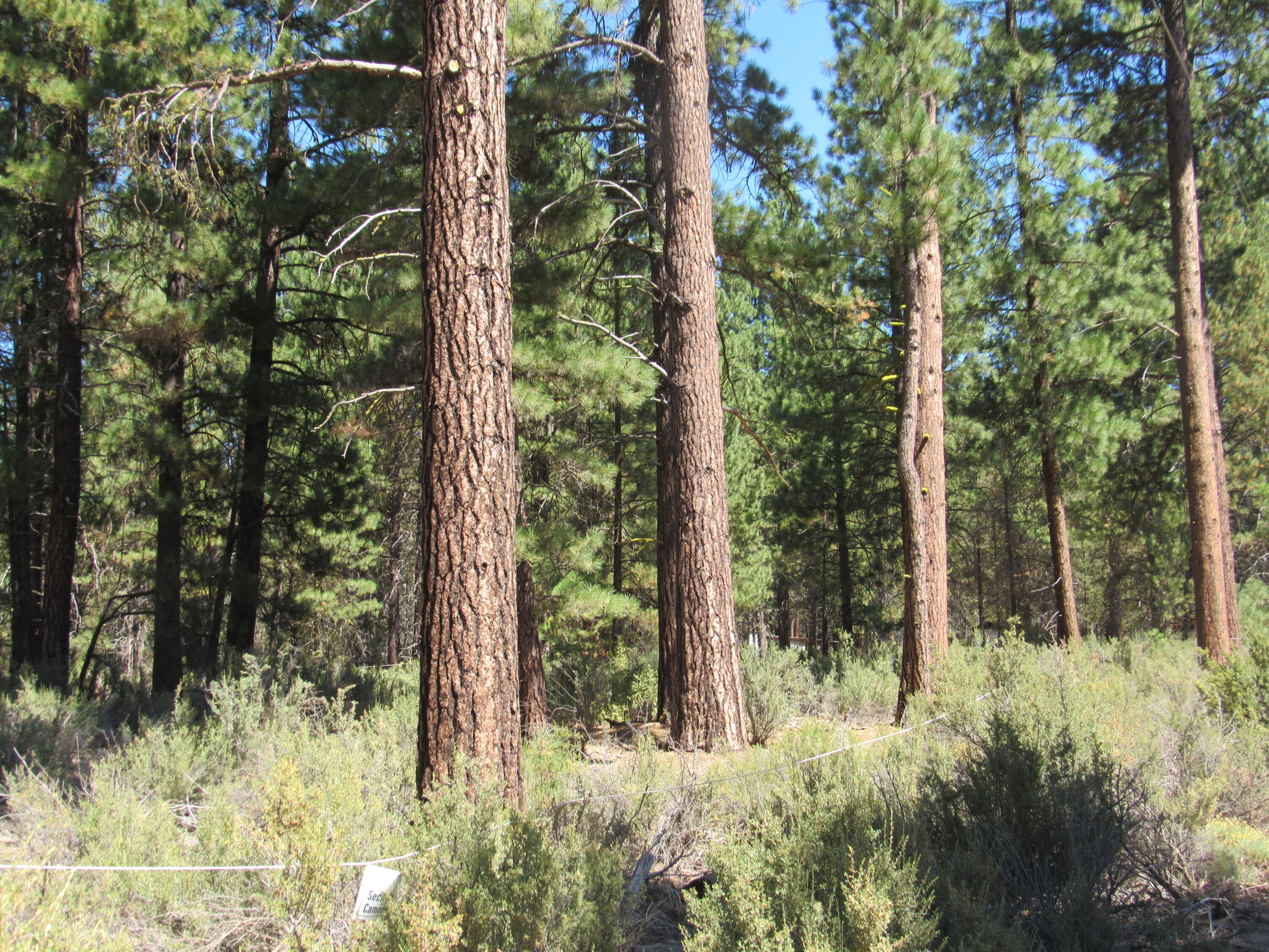 Woodland Park - Land