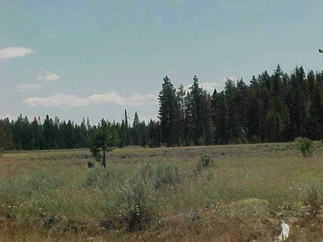 L-324 Almost 12 Acres With Pines. Very Remote, Seasonal Access. Call Lo For More Details. 4 Wheel Drive Required.