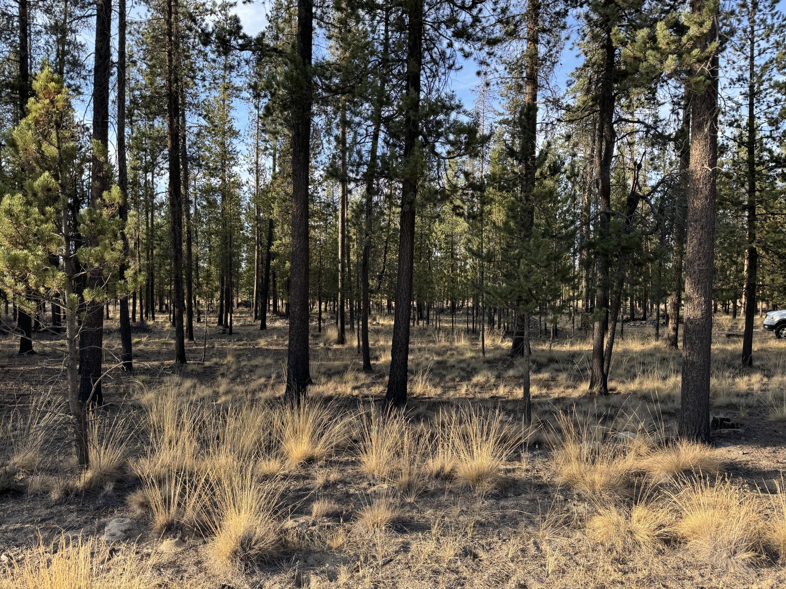 Build your home on a spacious 1.03-acre lot located in the serene Sun Forest Estates neighborhood. This meticulously-maintained property boasts lush, mature trees that provide a beautiful canopy for your future home. The clean surroundings and ample space offer the ideal setting to create the home of your dreams.