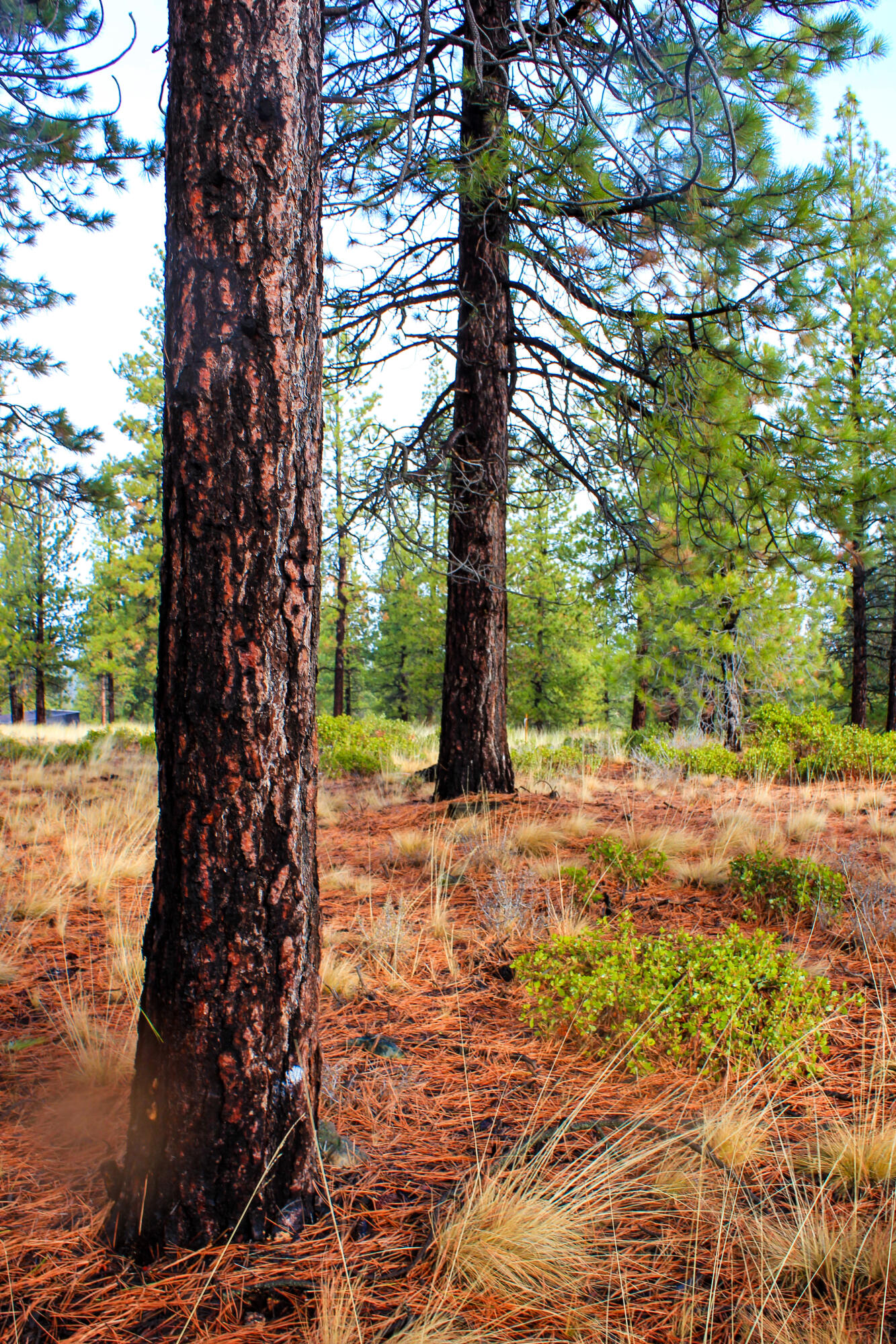 Tree Farm - Land