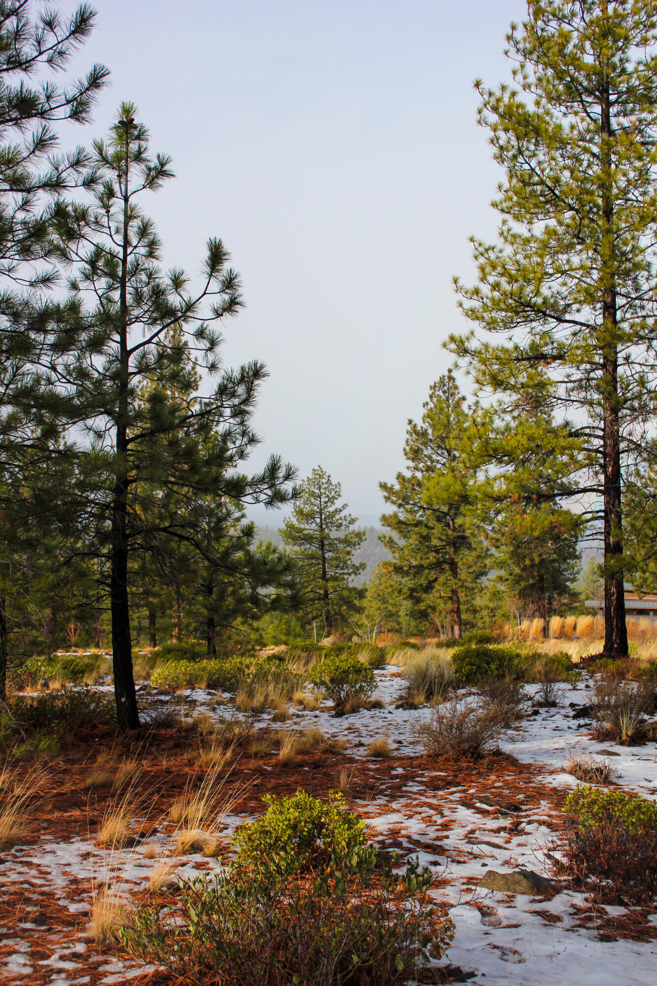 Tree Farm - Land