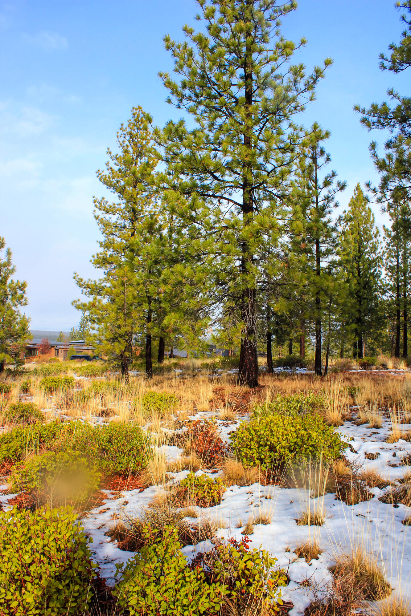 Tree Farm - Land
