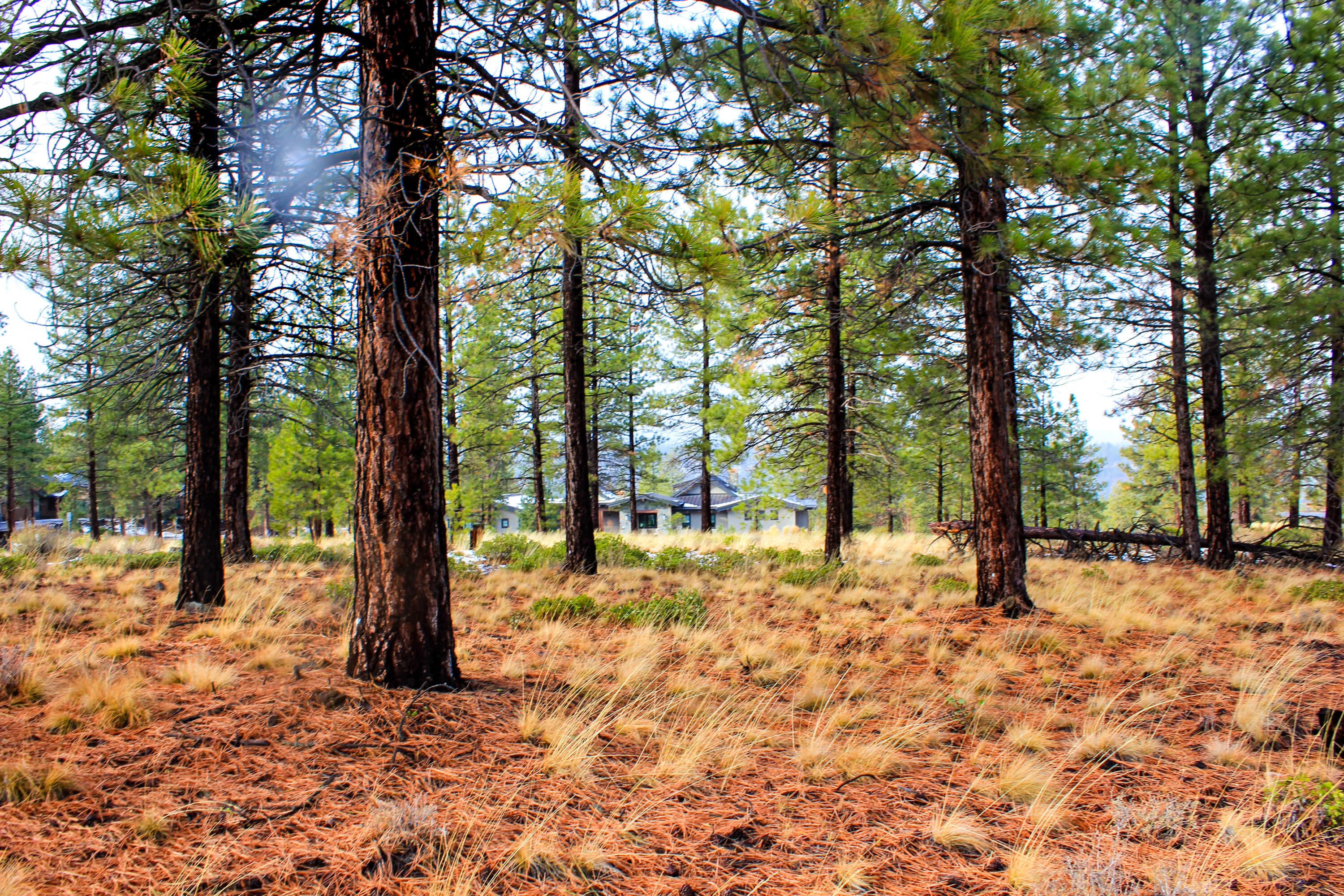 Tree Farm - Land
