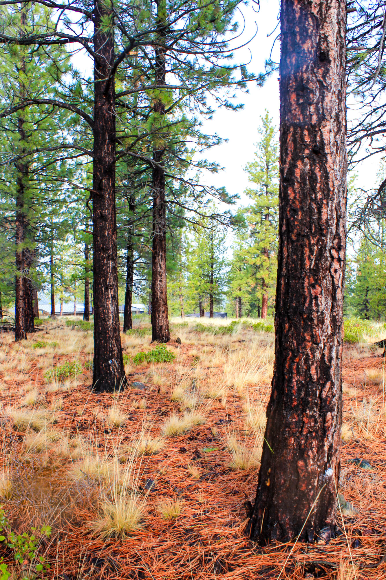 Tree Farm - Land