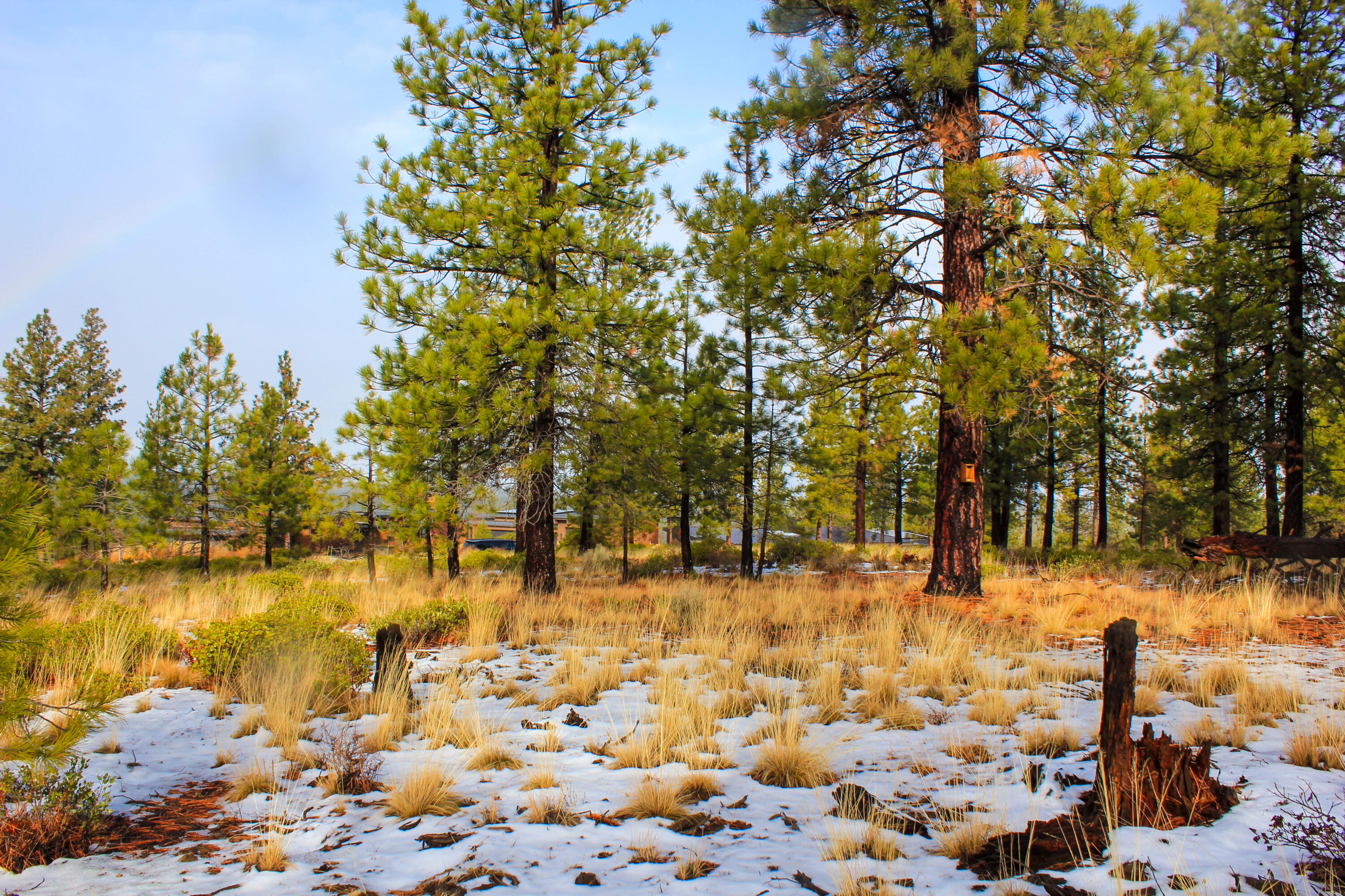 Tree Farm - Land