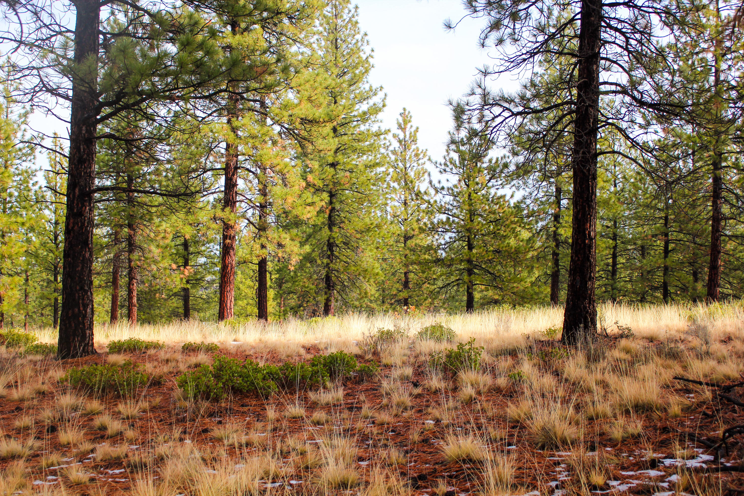 Tree Farm - Land