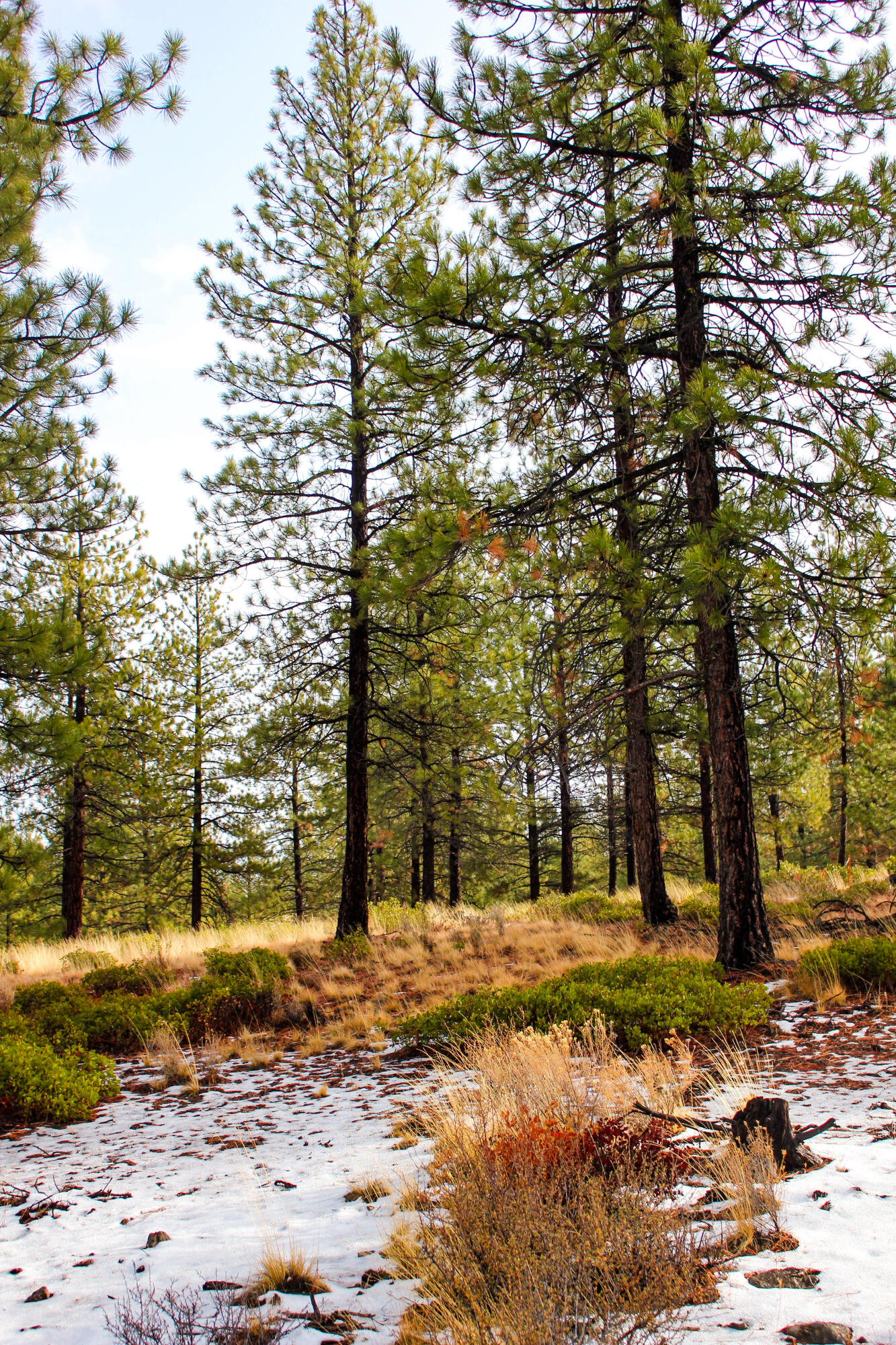 Tree Farm - Land