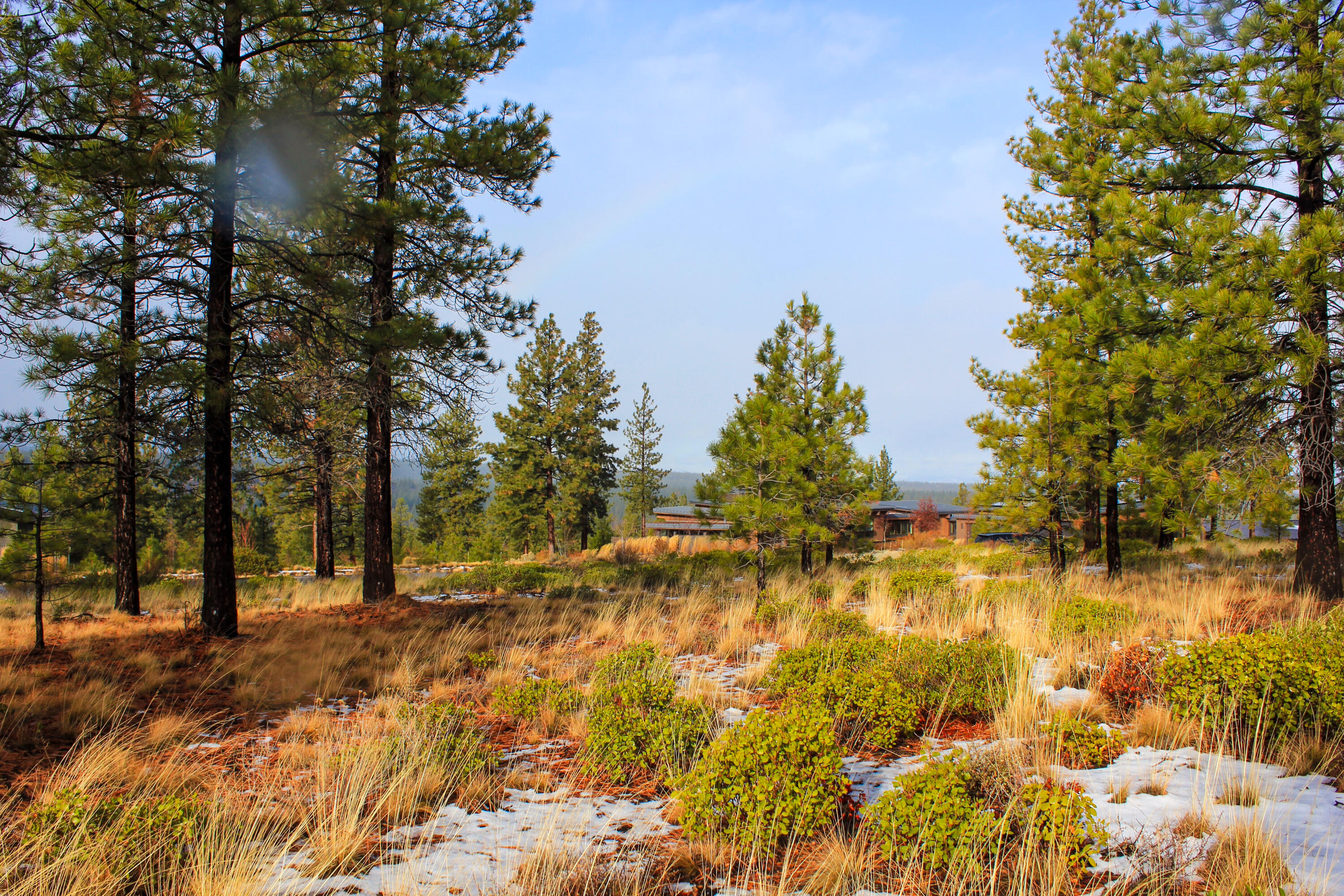 Tree Farm - Land