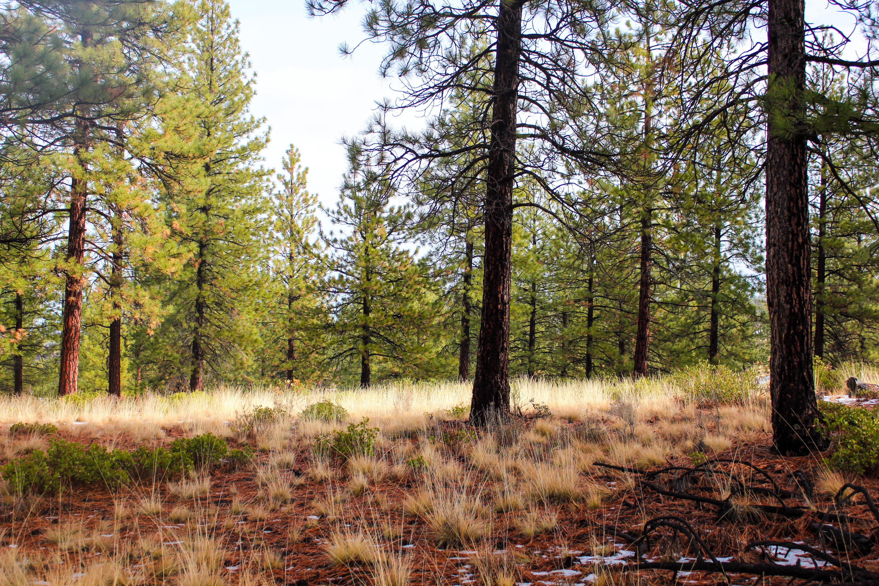 Tree Farm - Land