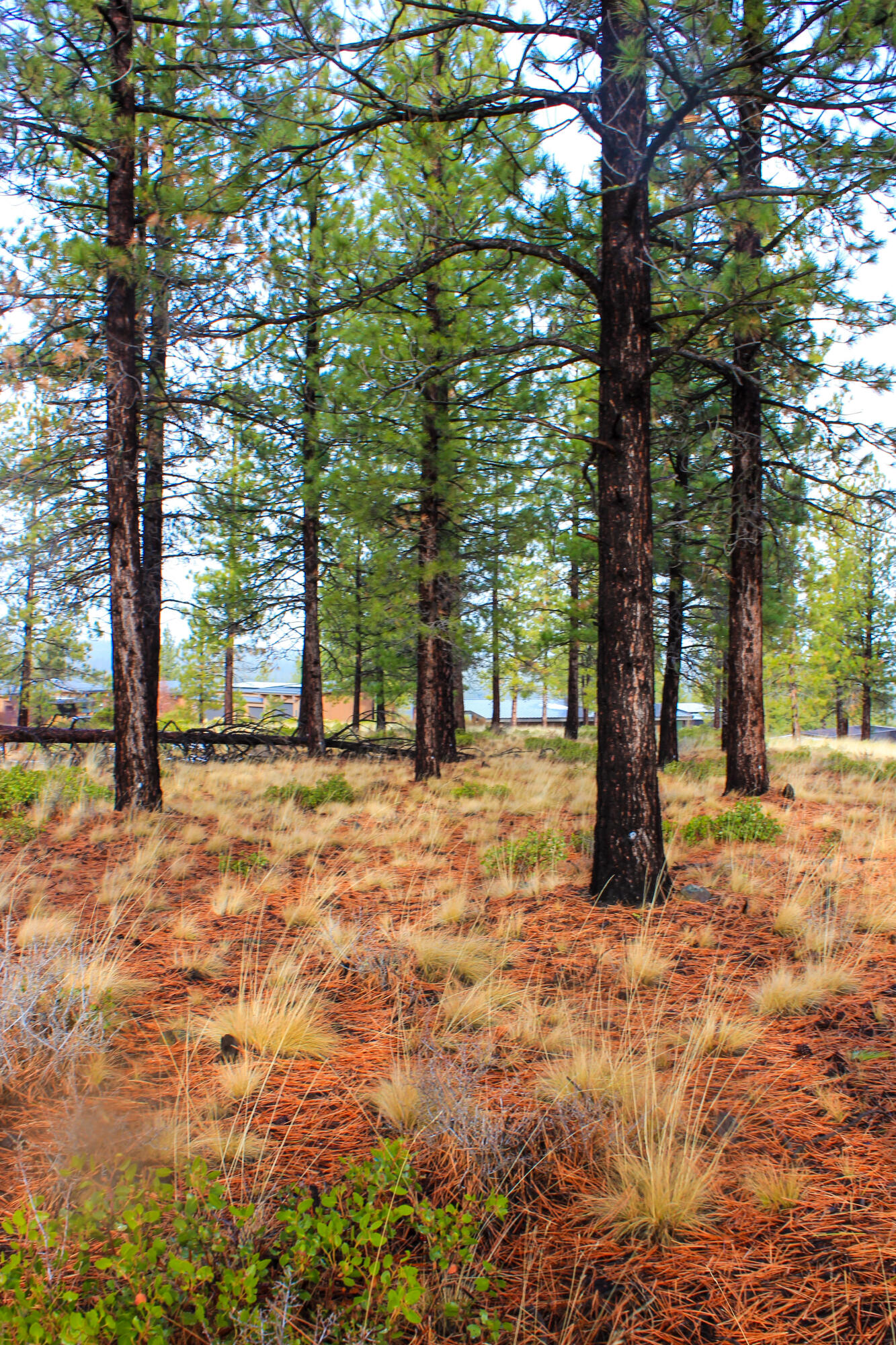 Tree Farm - Land