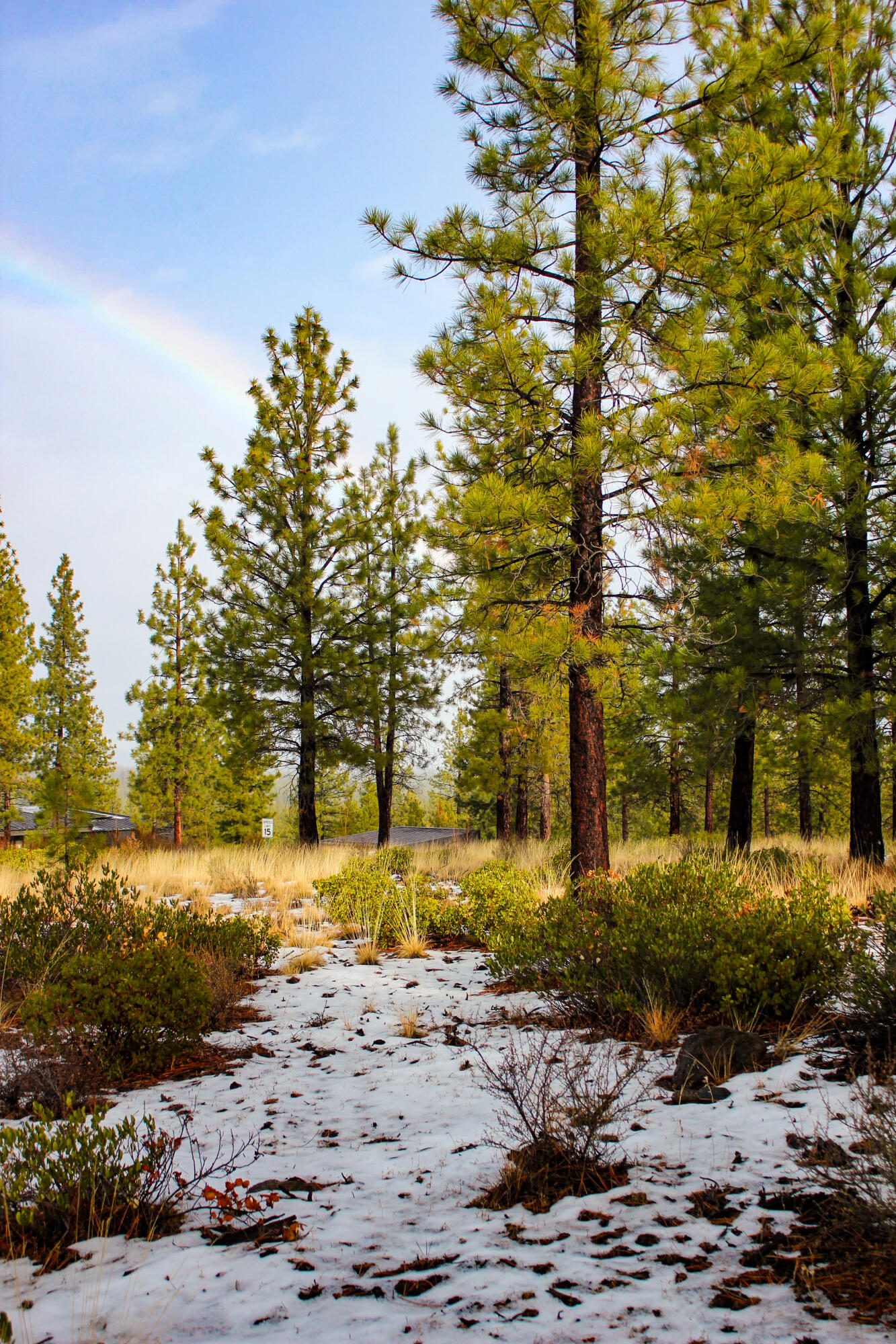 Tree Farm - Land