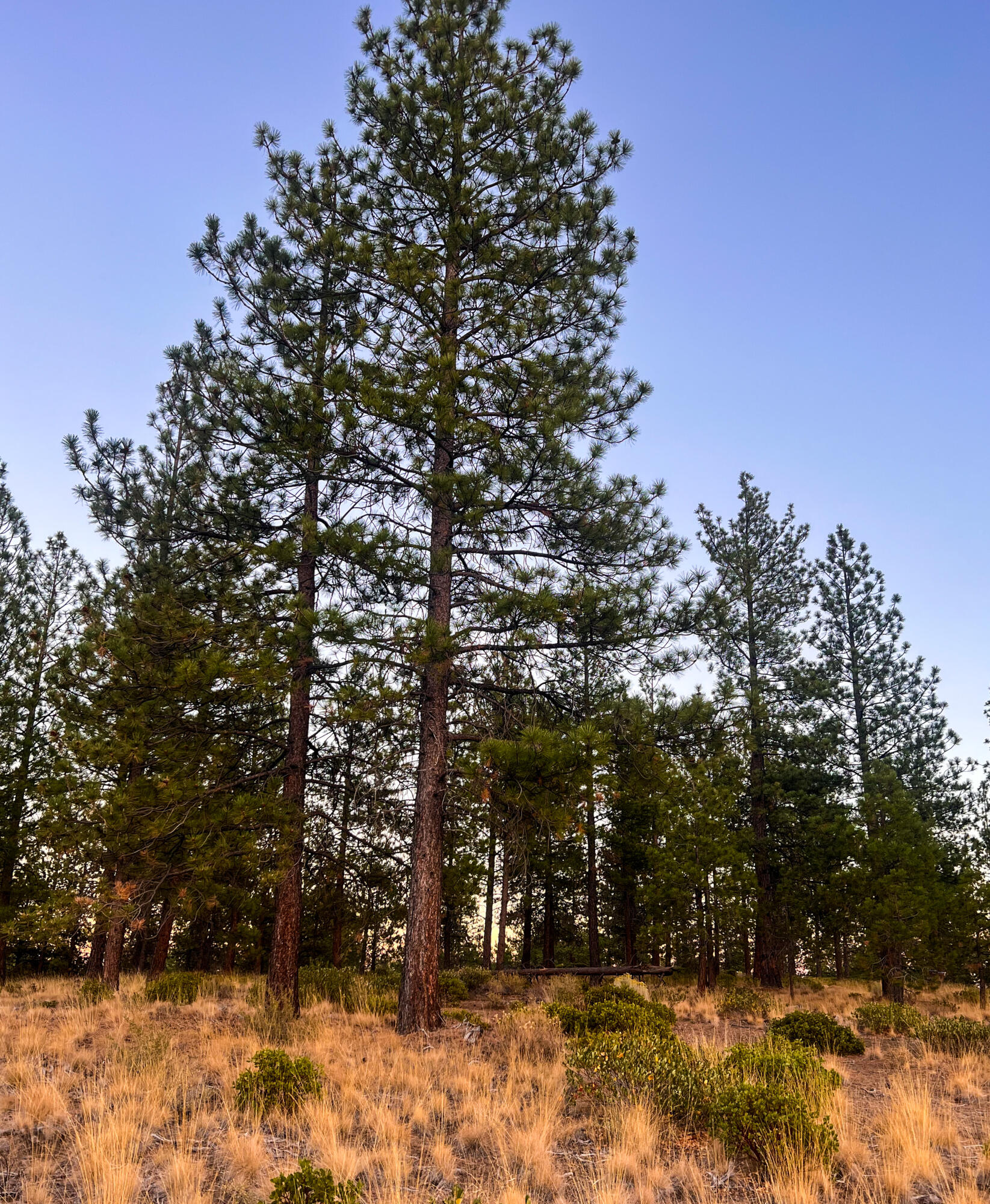 Tree Farm - Land