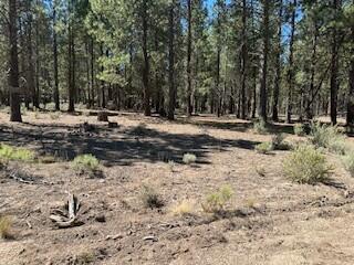 Escape the hustle and bustle of city life with this exceptional 2.32-acre parcel nestled in the heart
of Southern Oregon. Surrounded by mature pine trees, this beautifully wooded property offers the
perfect canvas for your dream homestead or a peaceful recreational getaway. Located near a wealth of
outdoor activities including: hiking, biking, fishing & hunting.
Whether you're seeking solitude, adventure, or a place to grow roots, this property offers it all.