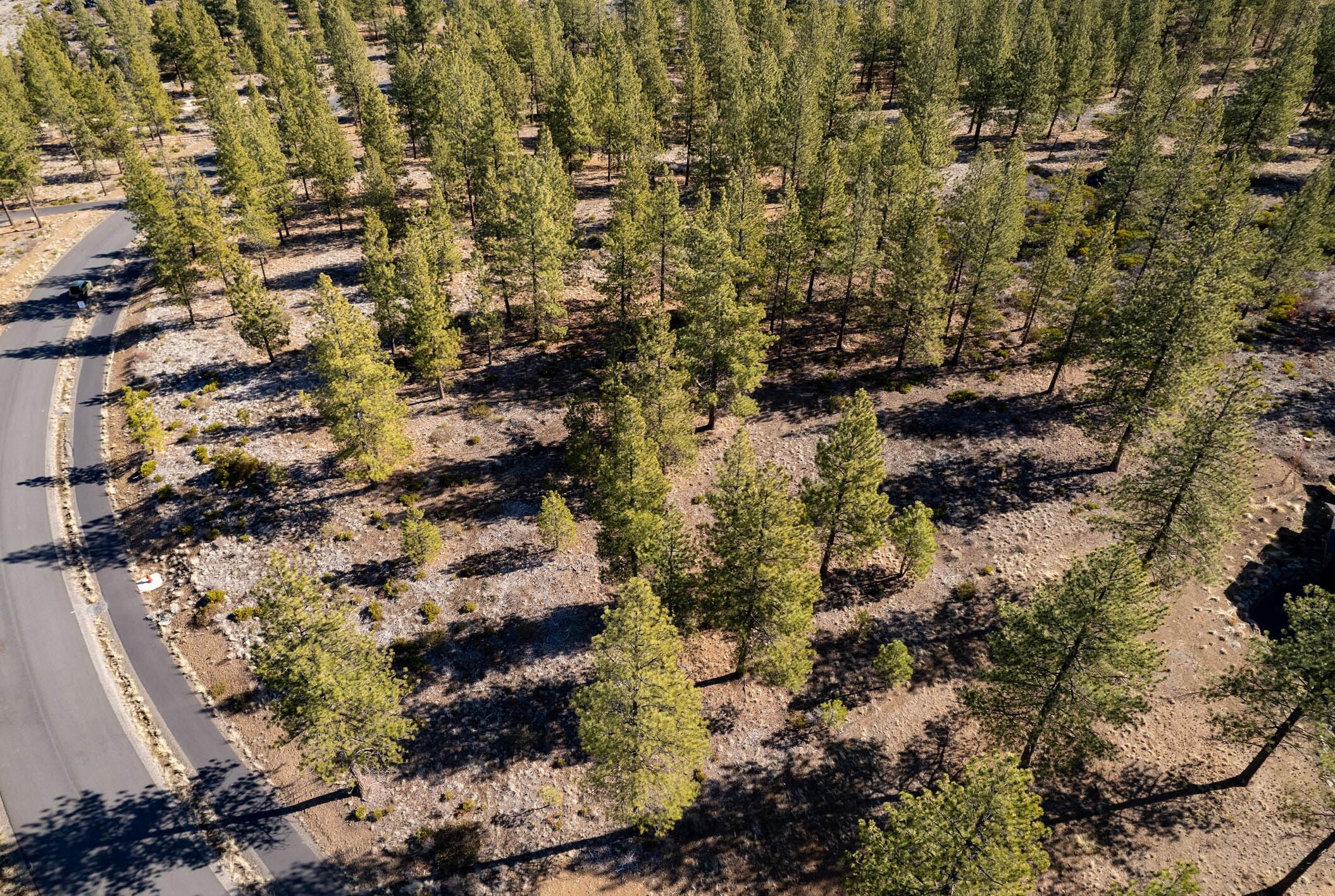 Tree Farm - Land