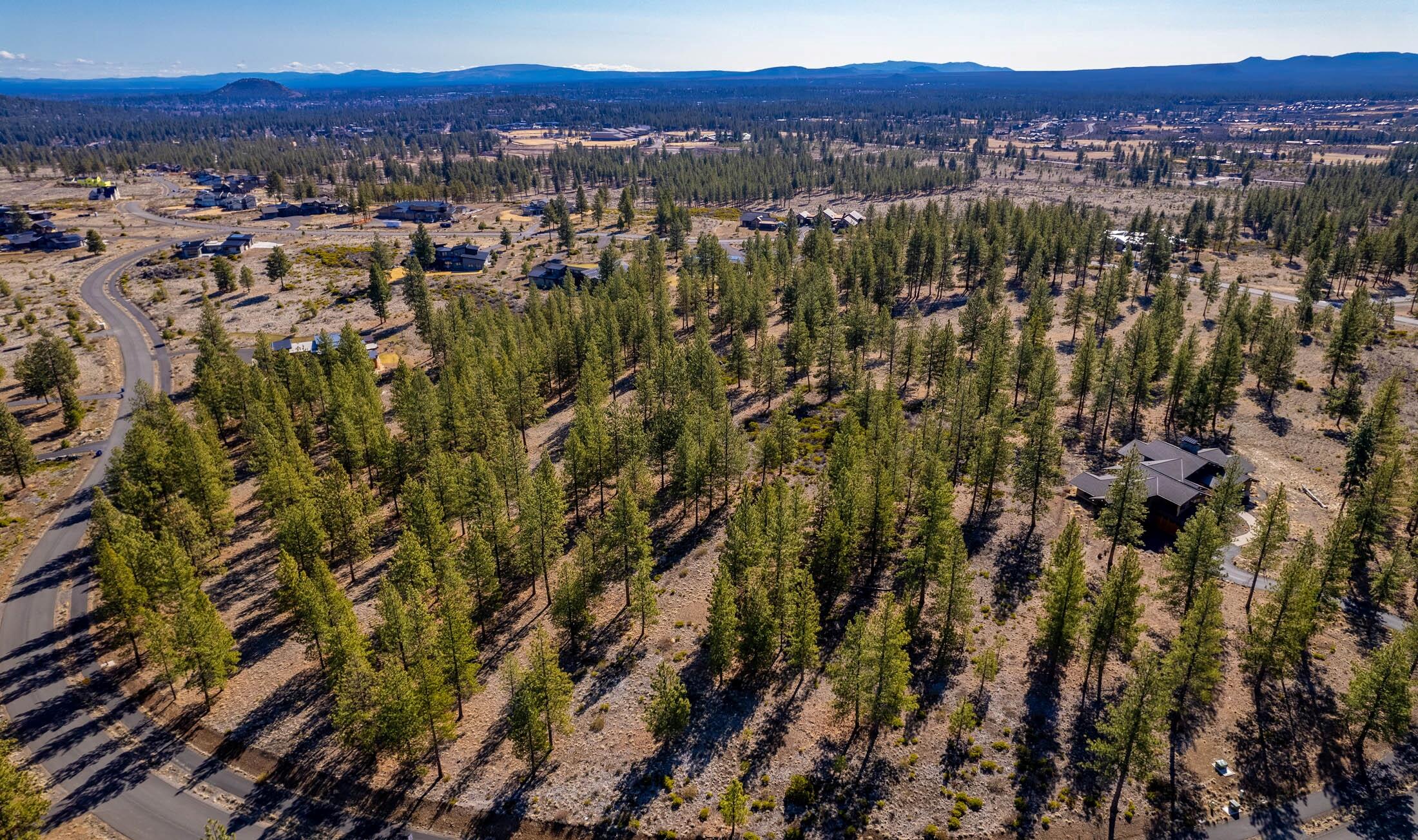Tree Farm - Land