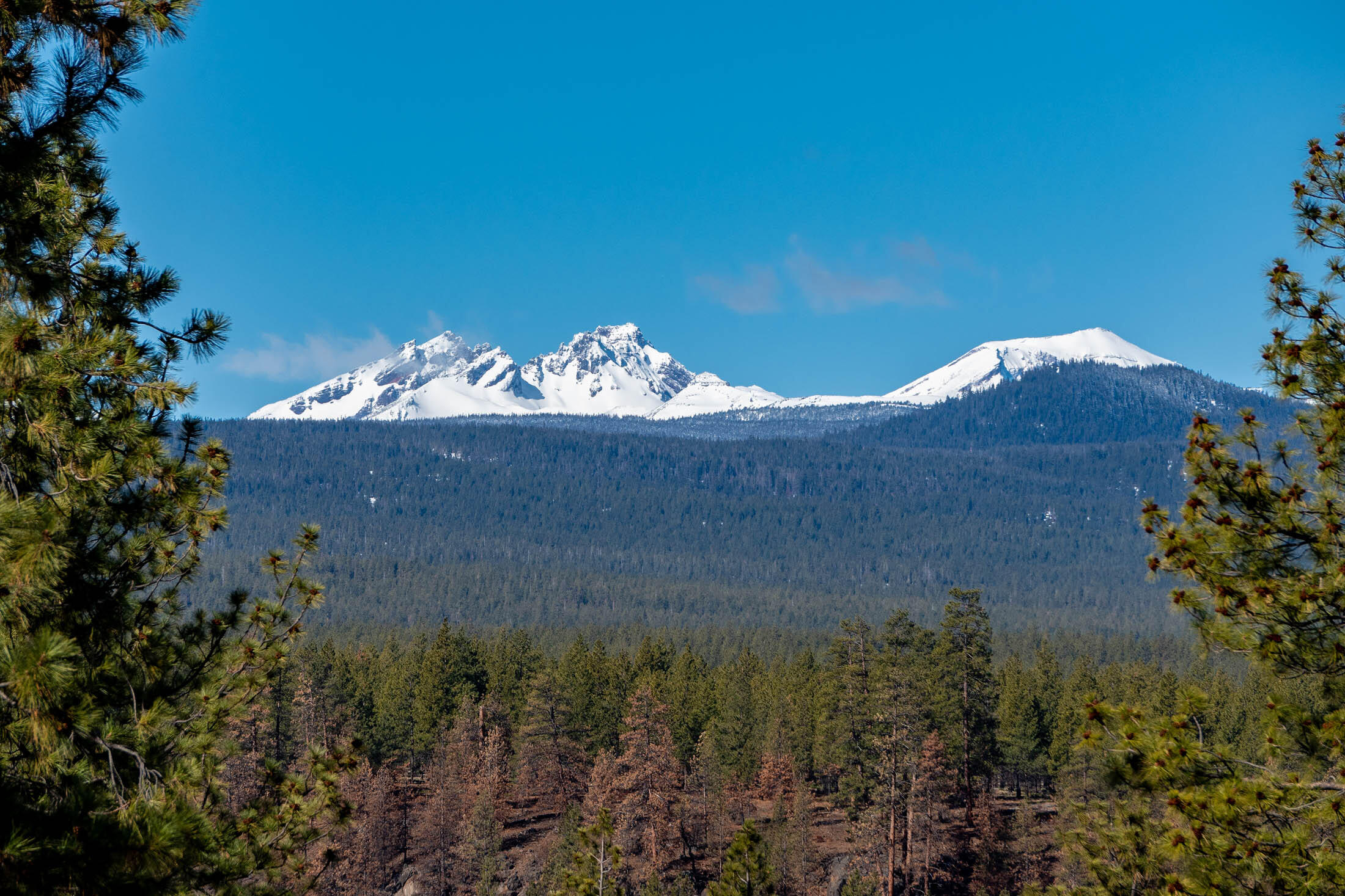 Tree Farm - Land