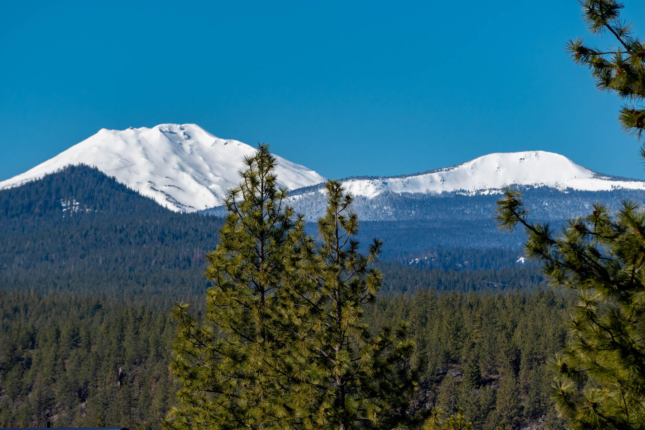 Tree Farm - Land