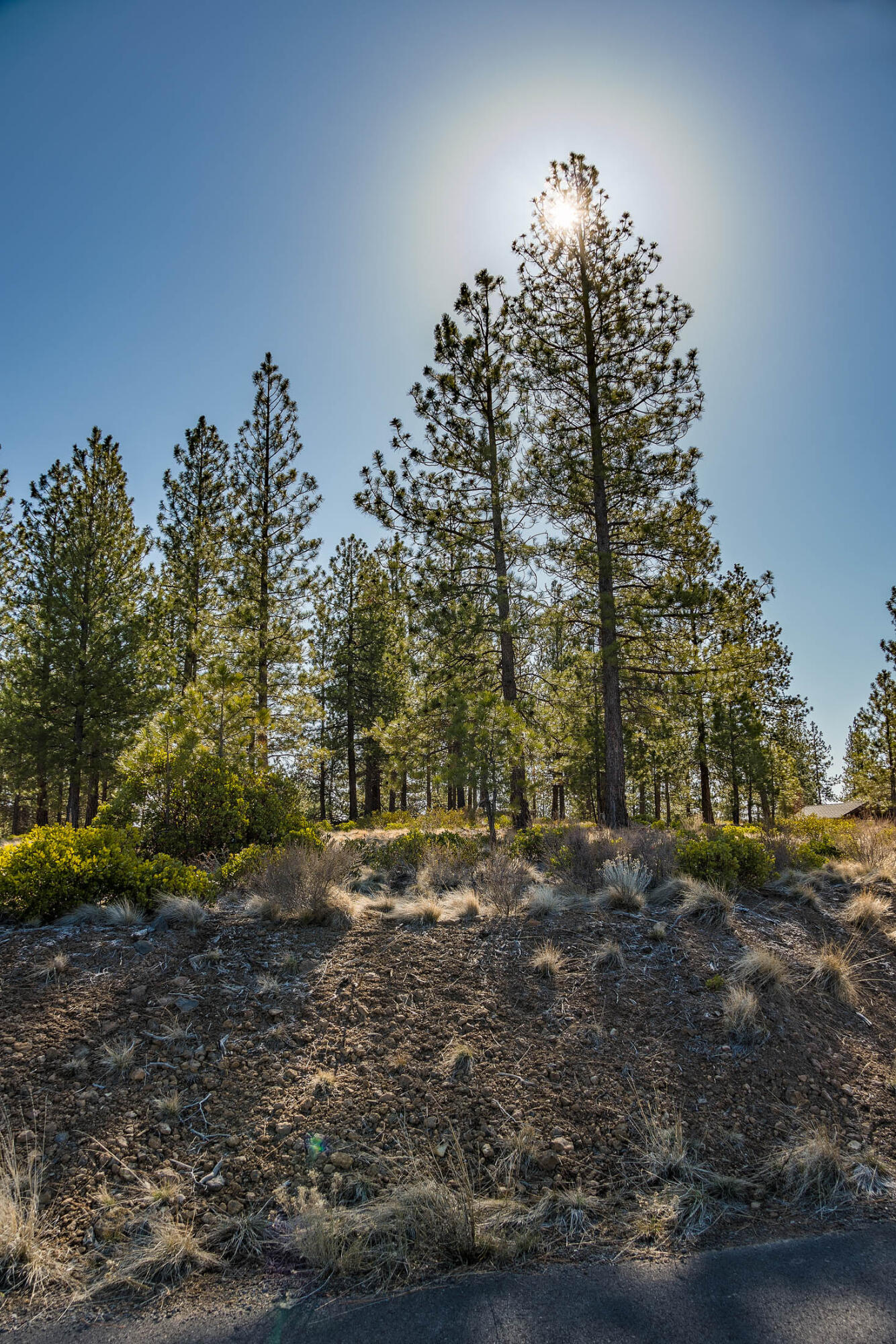 Tree Farm - Land