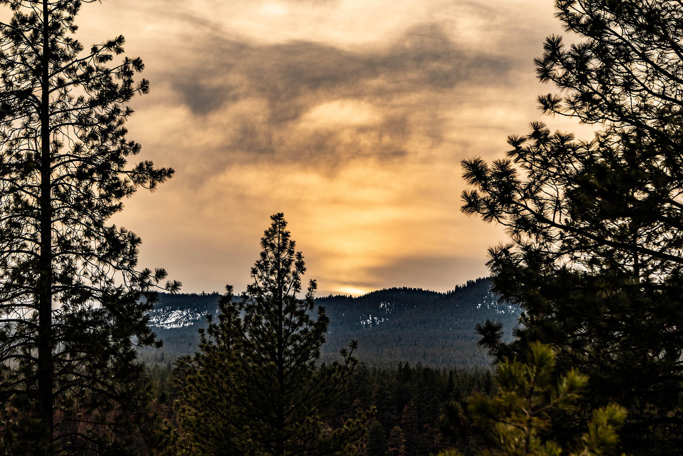 Tree Farm - Land