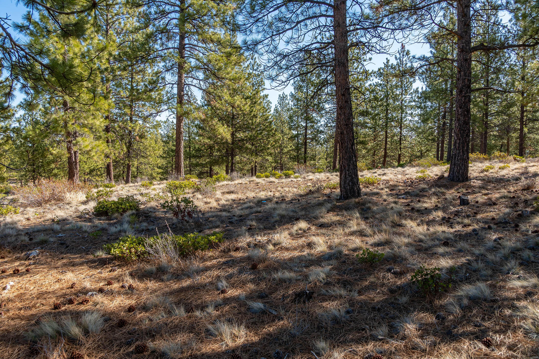 Tree Farm - Land