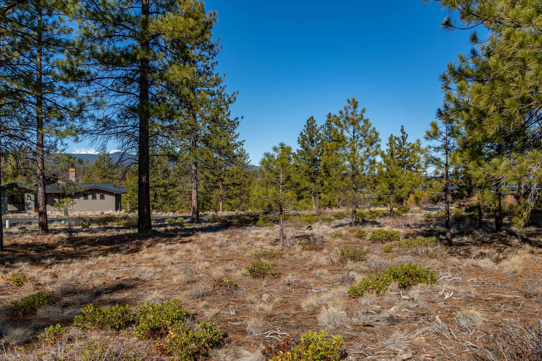 Tree Farm - Land