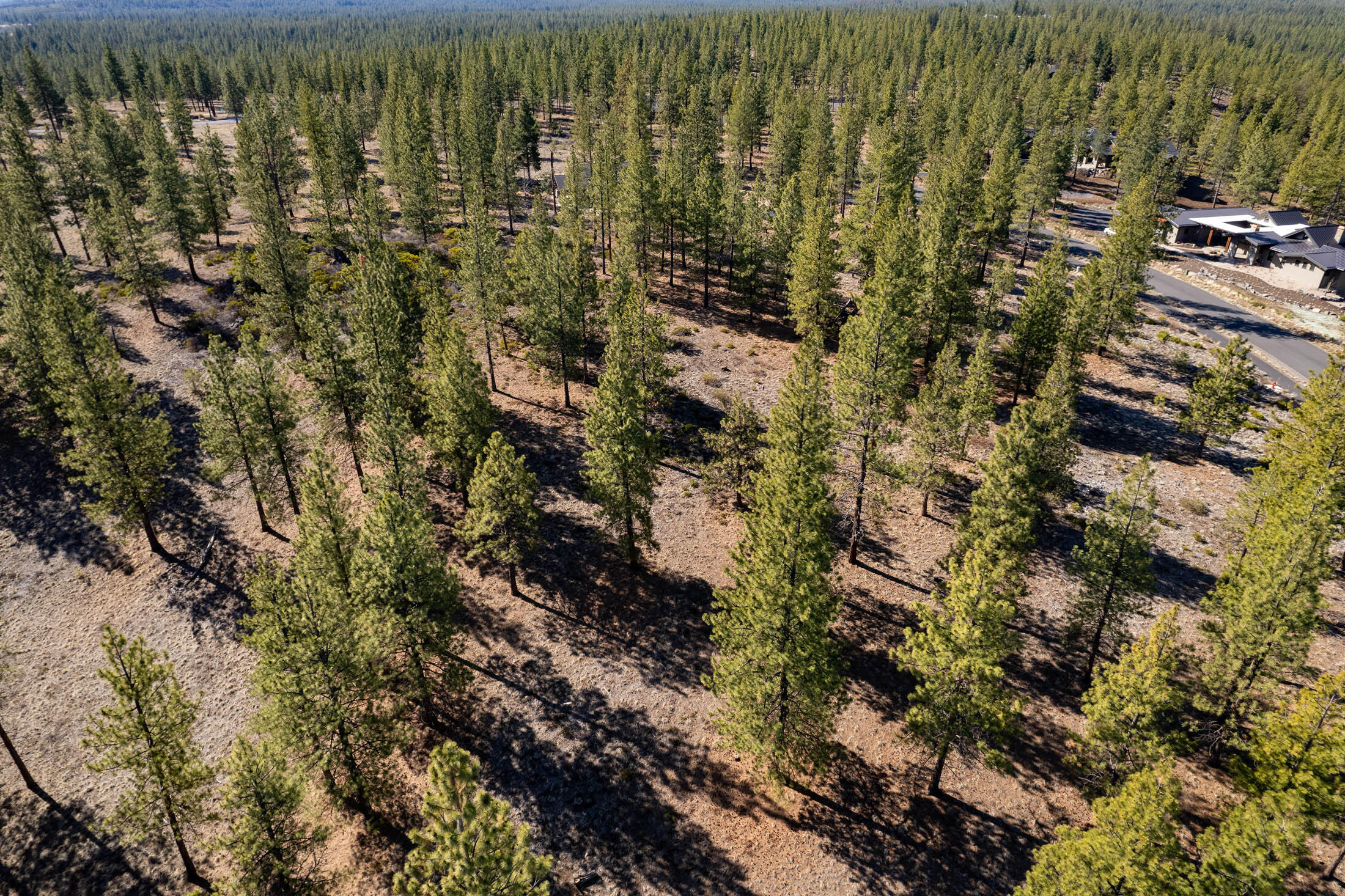 Tree Farm - Land