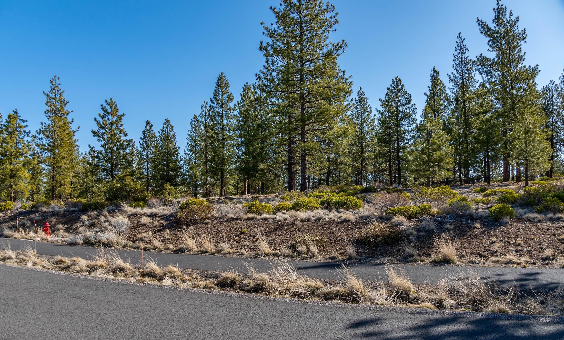 Tree Farm - Land