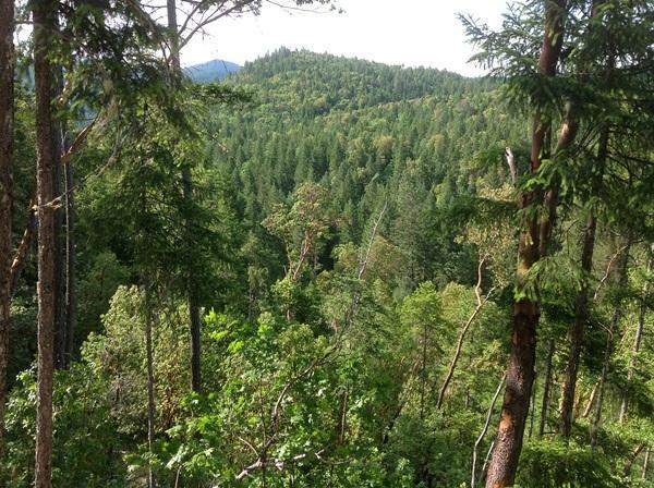 160 acres of prime hunting ground with BLM access. The property is located in Southern Oregon north of Grants Pass in an area popular for deer and elk hunting. The property has a mix of hardwood and Conifer trees with Lozier Creek running through it. The Rogue River, known for its salmon and steelhead fishing, jet boat excursions and rafting, is just minutes away.