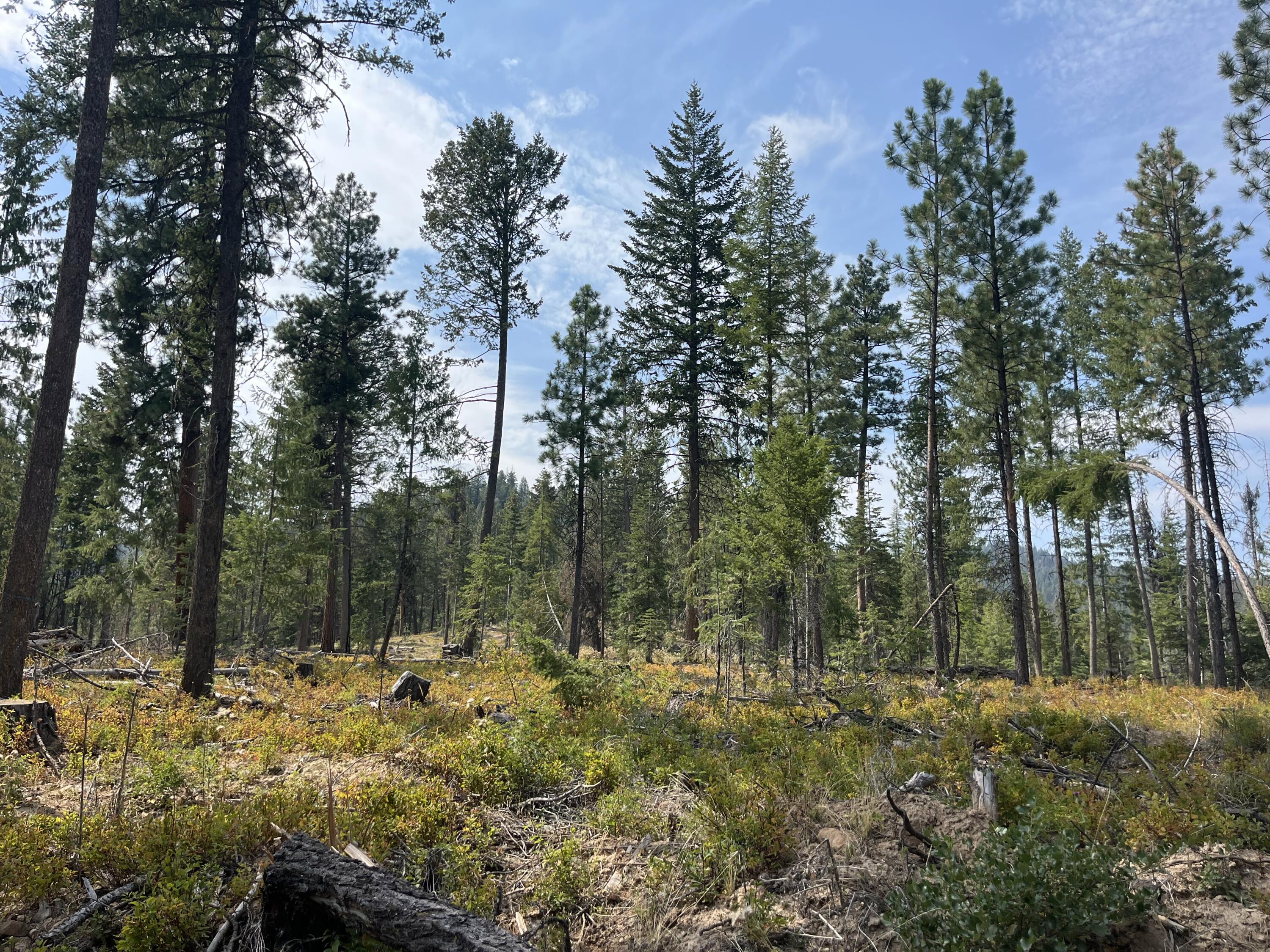 Very hard to find property!! Bear Creek North is a 160 acre timbered parcel completely surrounded by USFS.  The property has a road across it and has year round live water with Bear Creek running through it.  Good access off of Highway 395.  Located about 10 miles north of Mount Vernon, OR.  Elk and deer frequent the property.  Qualifies for 2 LOP tags for elk and 2 LOP tags for deer in the Northside hunting unit.  Grant County Oregon is known for its big game hunting and properties like this are why.