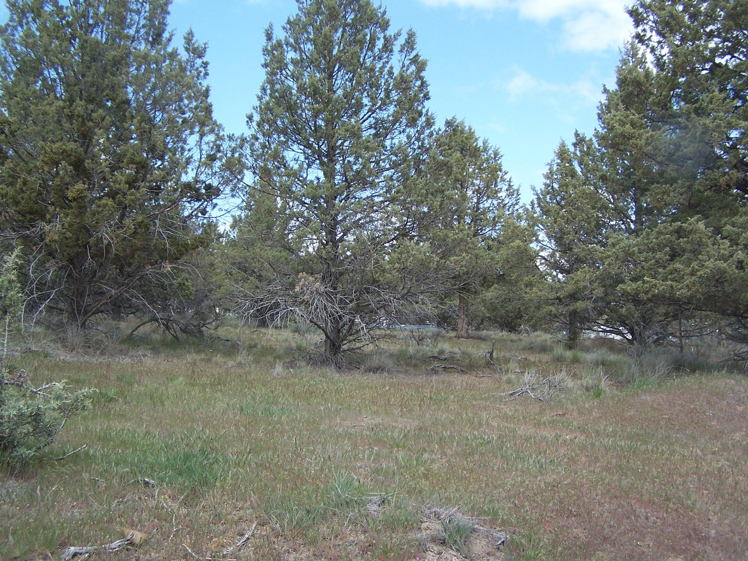 Beautiful private, treed lot tucked in the back of this resort community is just waiting for you to come sleep under the stars. This is a perfect recreational lot off the beaten path . While recreating, all of the resort amenities are available to you! Outdoor pool, shooting range, huge fishing pond and large community center. What a great vacation spot!