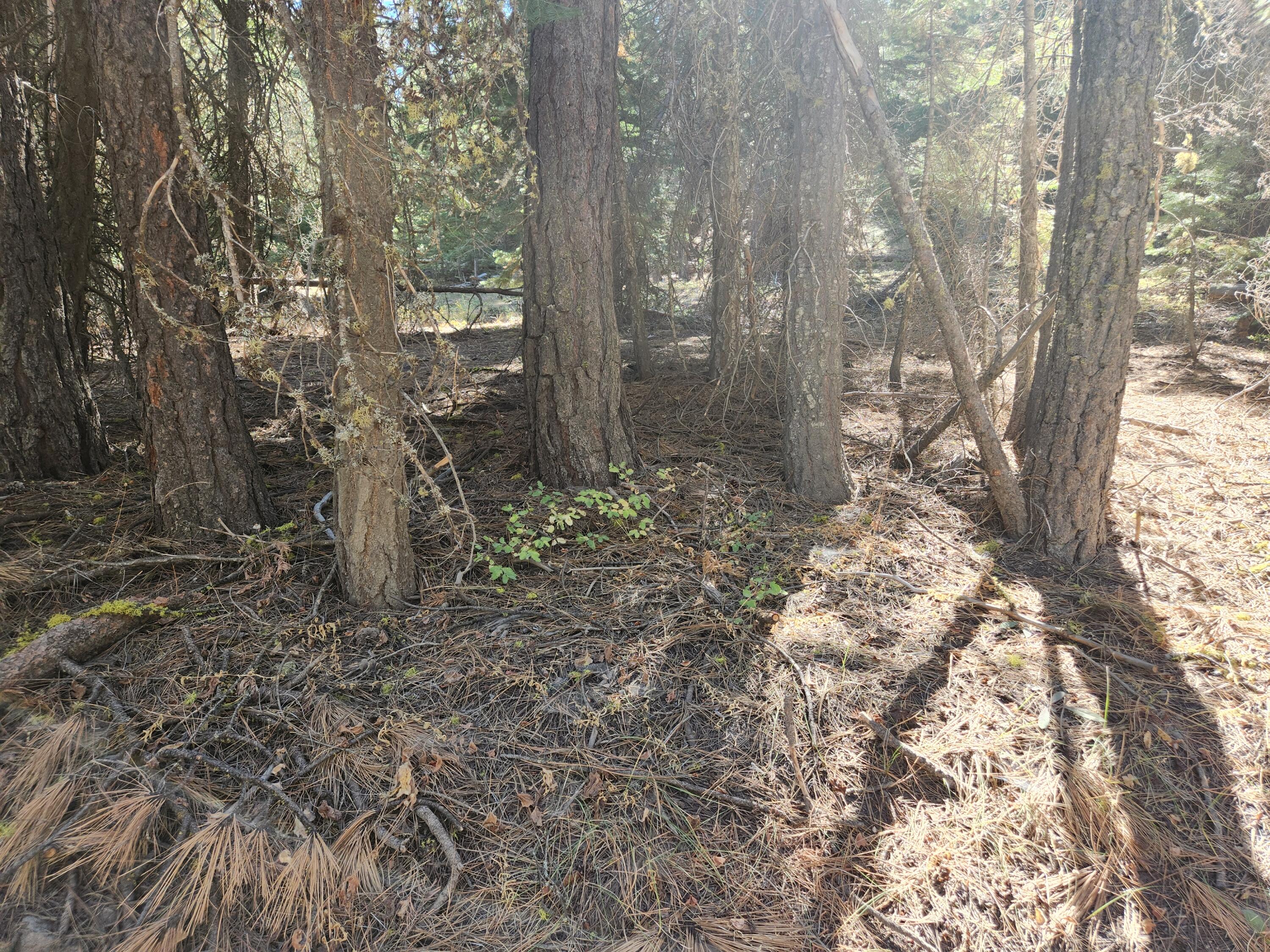 Klamath Forest Estates - Land