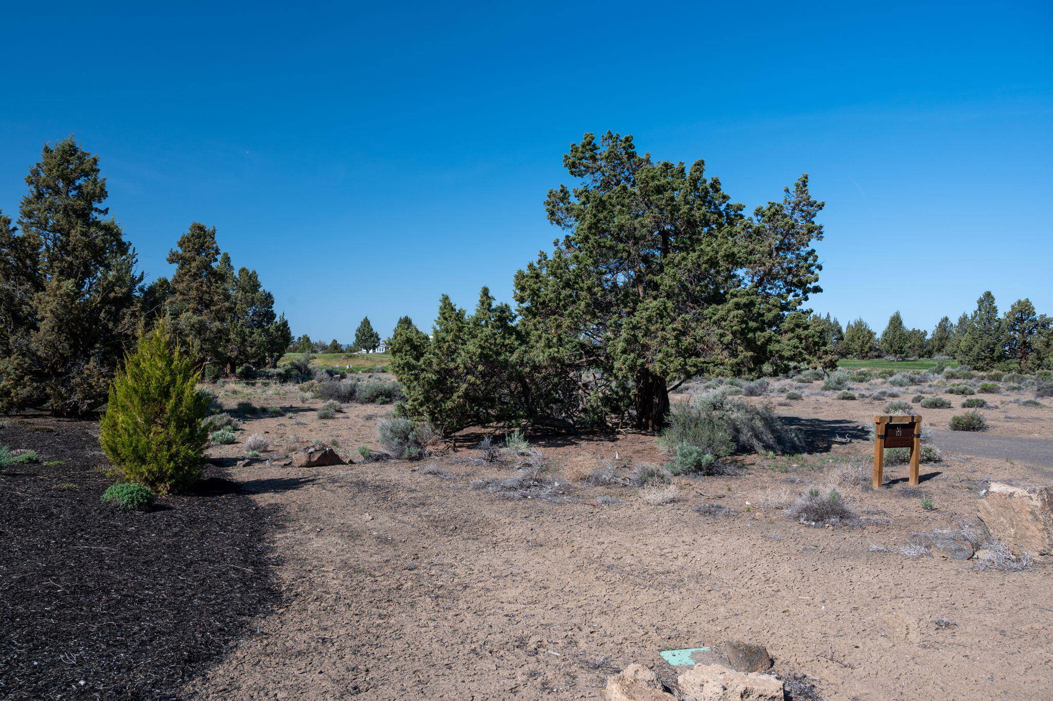 Pronghorn - Land