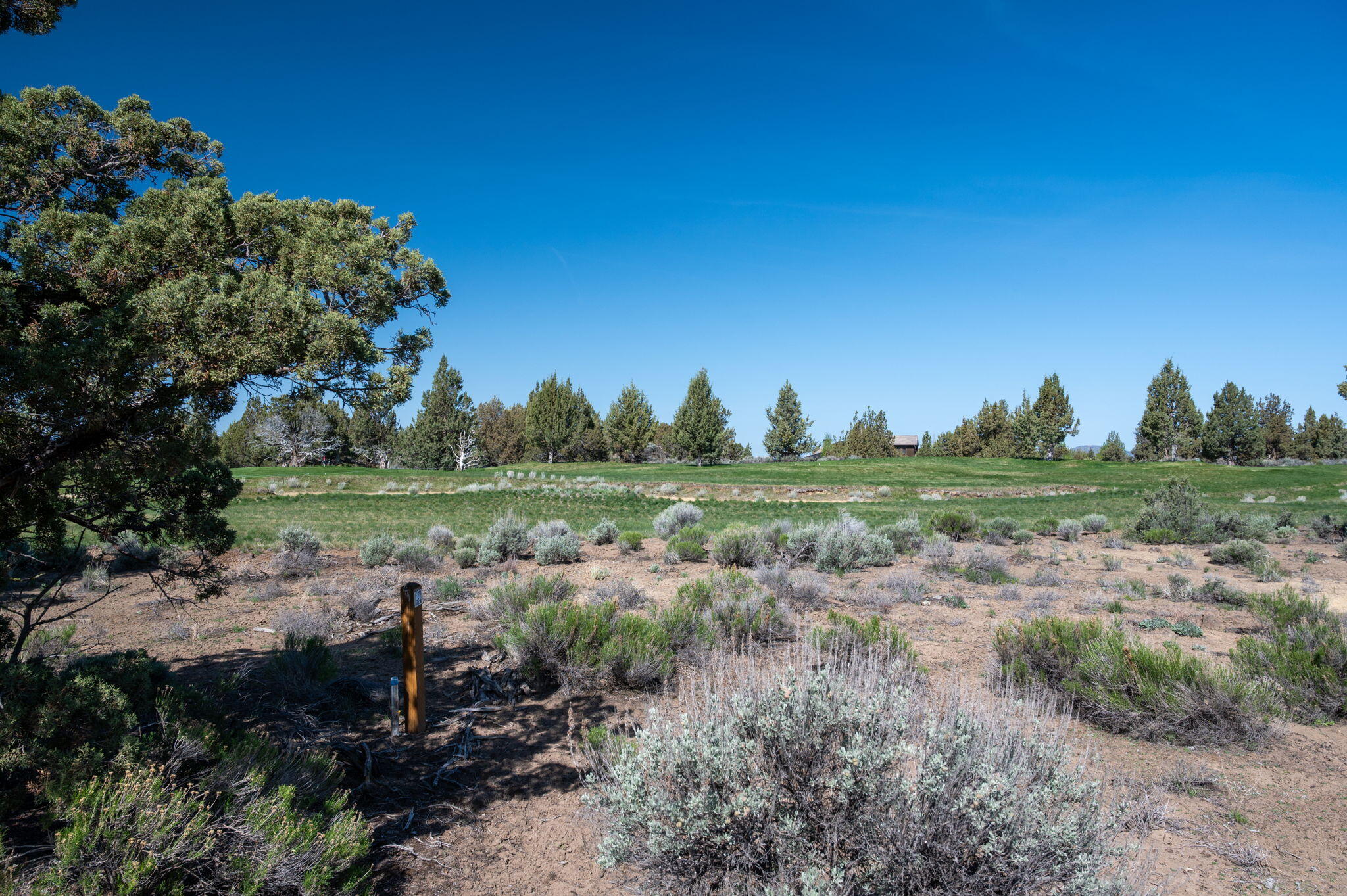 Pronghorn - Land