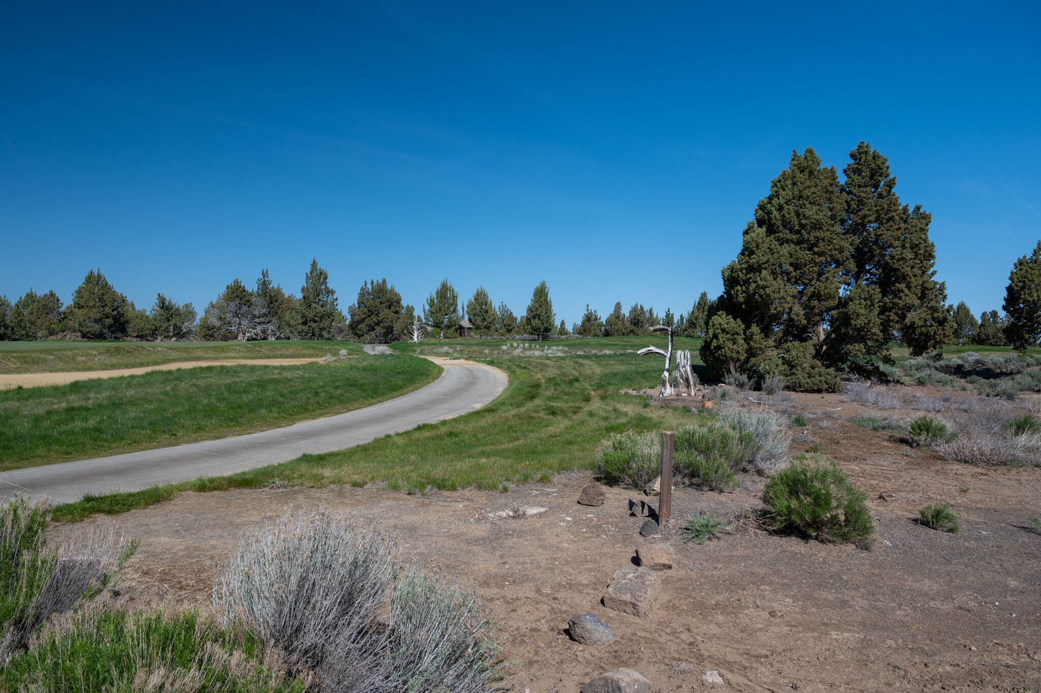 Pronghorn - Land