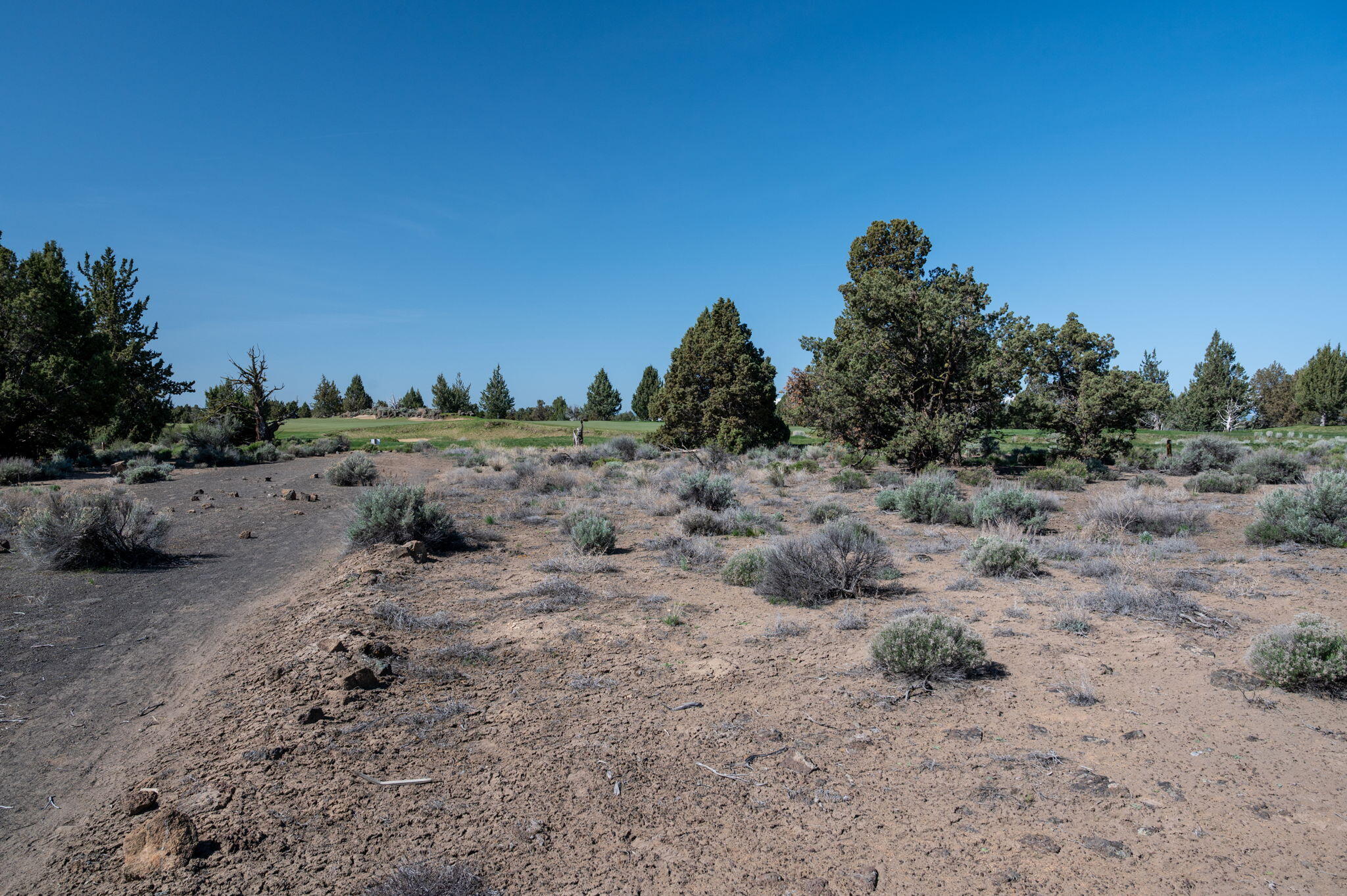 Pronghorn - Land