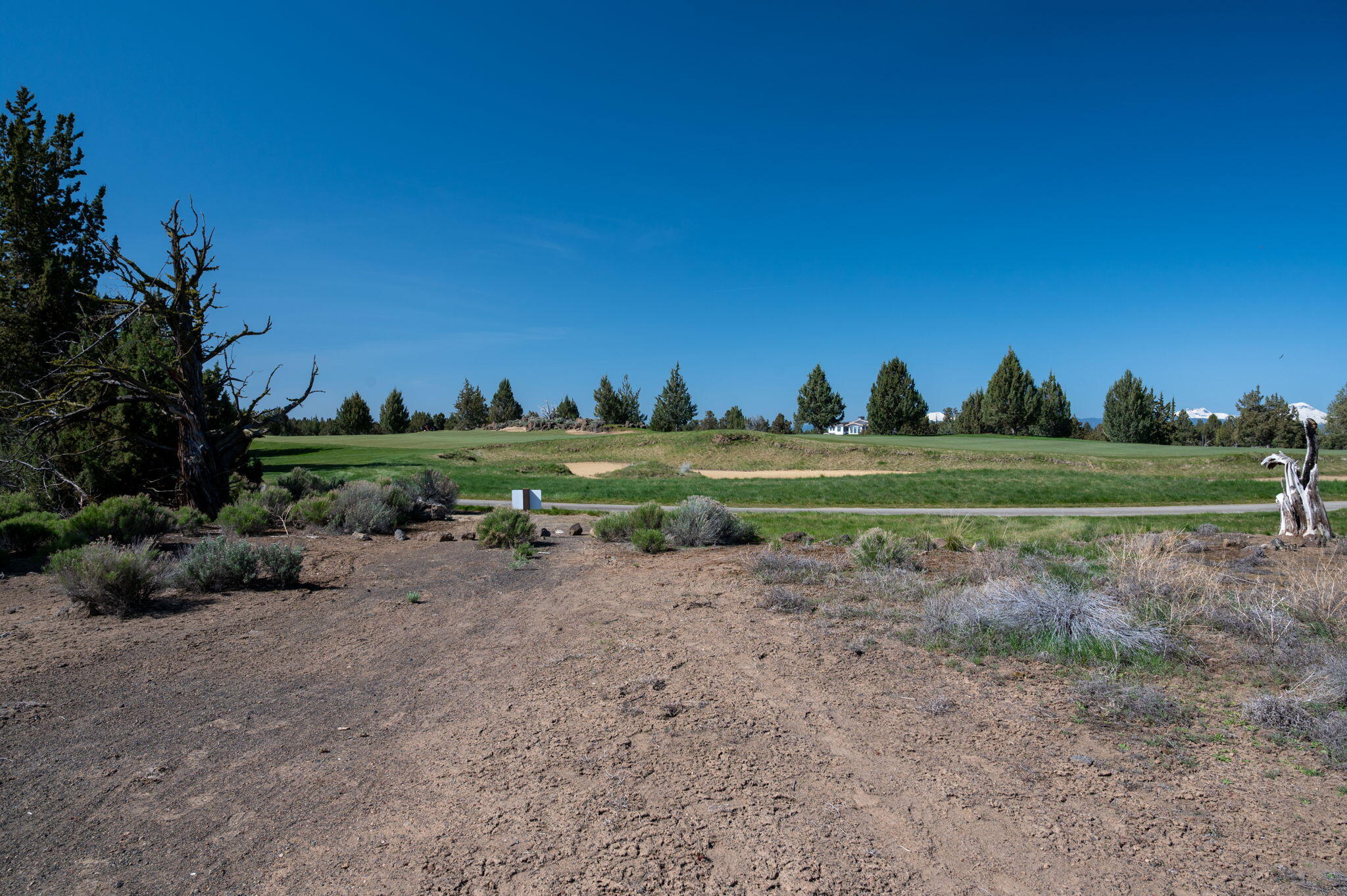 Pronghorn - Land