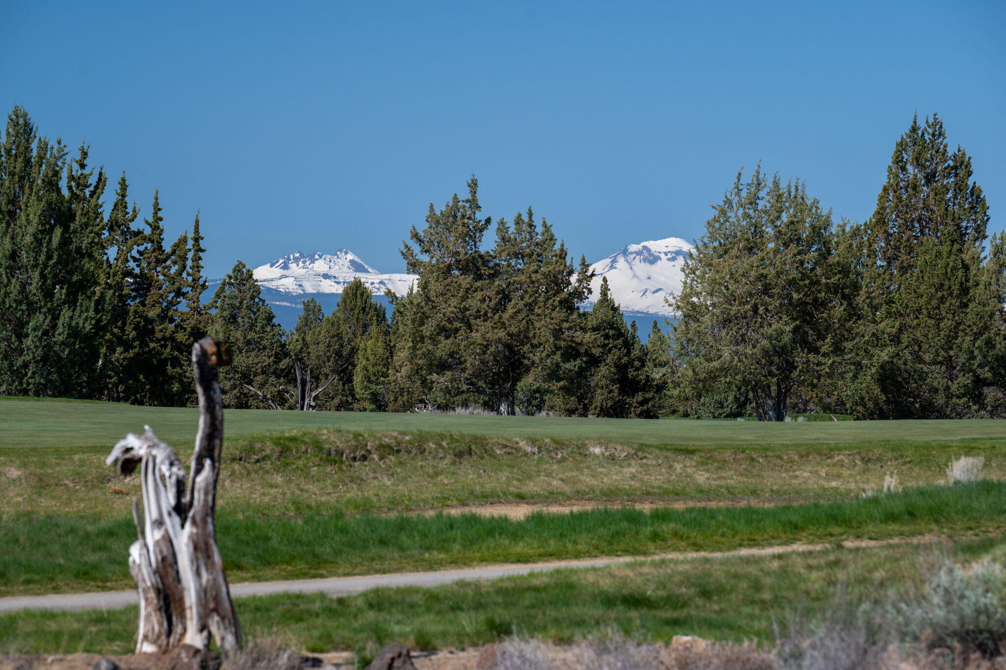 Pronghorn - Land
