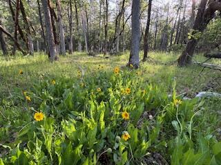 3.32 Wooded Acres with home site and septic approval for sale.
Electricity and Water installed with10 GPM metered shared well from a high producing well. The property borders with Ditch Creek. Buyer to perform due diligence. Second property available #220163679 make an offer on one and or both.