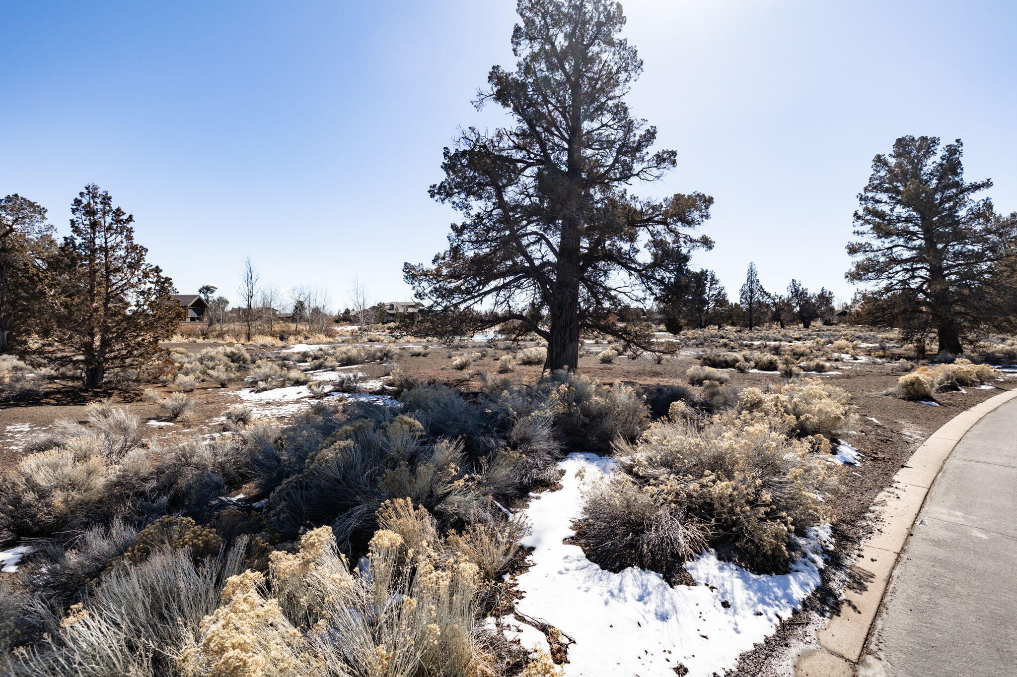 Pronghorn - Land