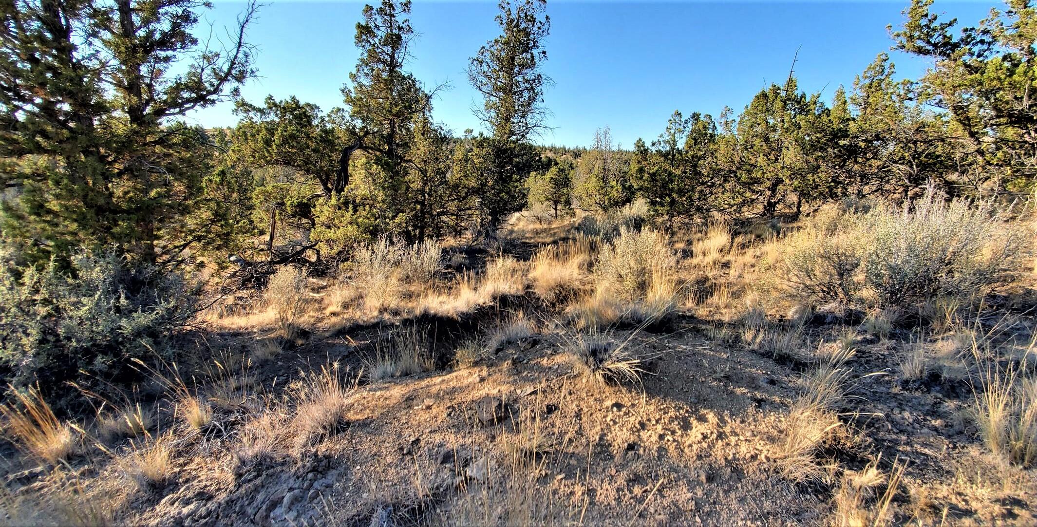 Gorgeous lot in the heart of desirable Longhorn Ridge subdivision Phase 1. One of the few lots left that have been approved for a standard septic system. Beautifully treed parcel has a nice secluded feel with some views toward back of property. This lot has some very nice options for build sites. Very well maintained paved roads throughout subdivision. Power available at street. 3 party shared well has been capped off. Longhorn Ridge Subdivision has access to BLM lands and state lands. Located close to Prineville Reservoir and still close to downtown Prineville as well. Enjoy all the outdoor activities that this area has to offer.