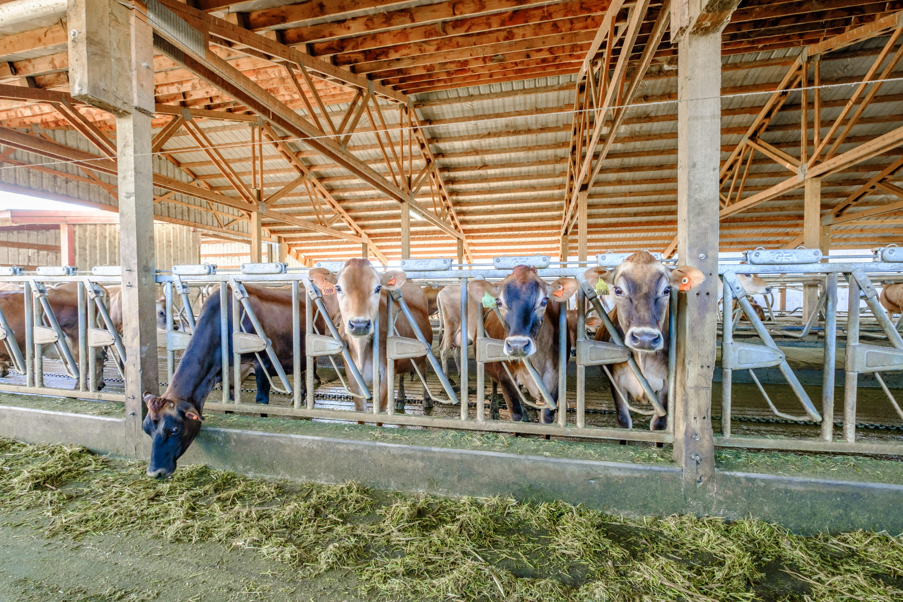 N/A - Farm